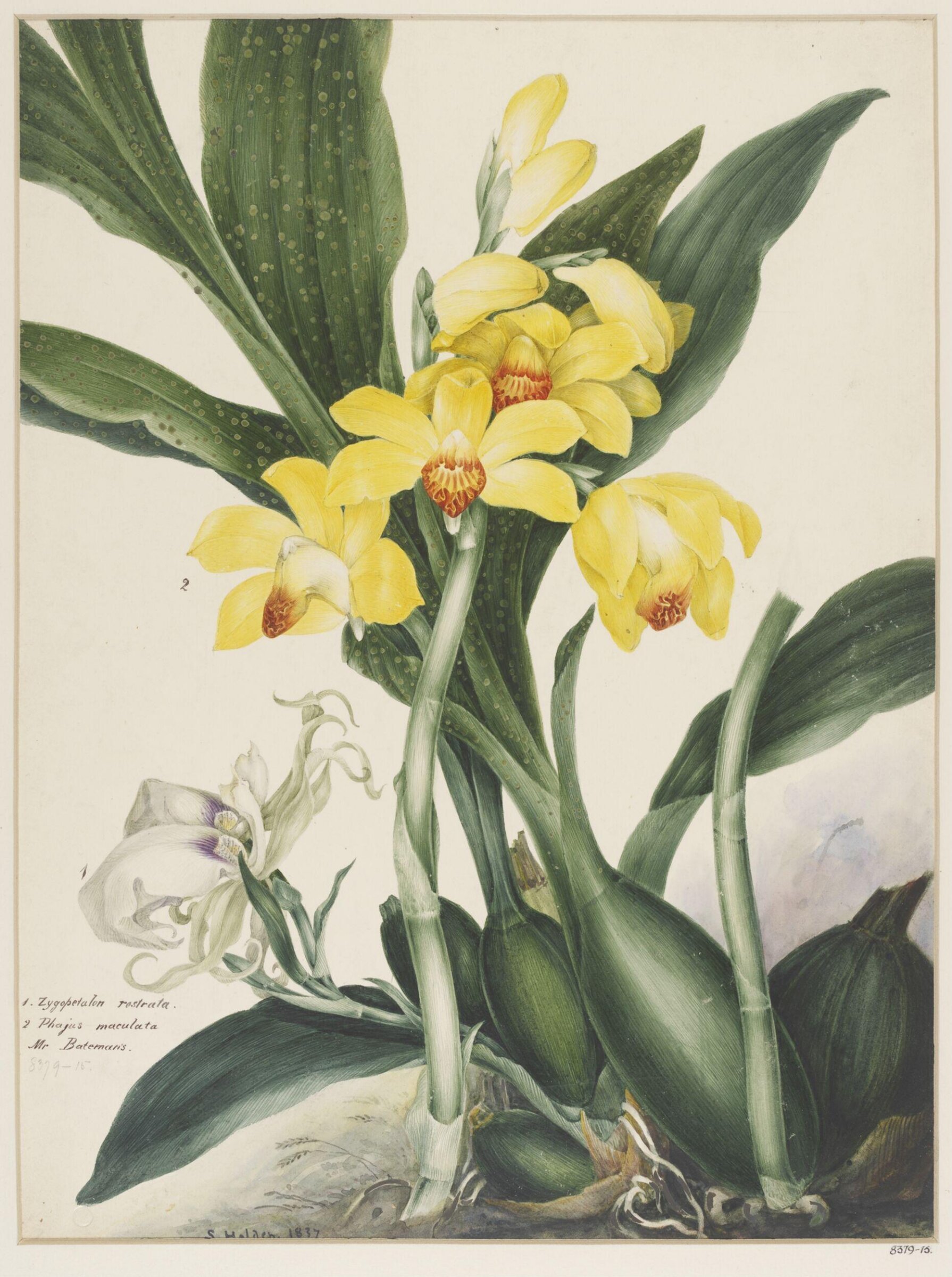 Drawing, Samuel Holden, 1837