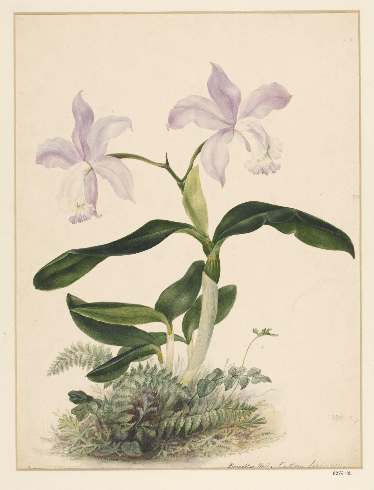 Drawing, Samuel Holden, 1836