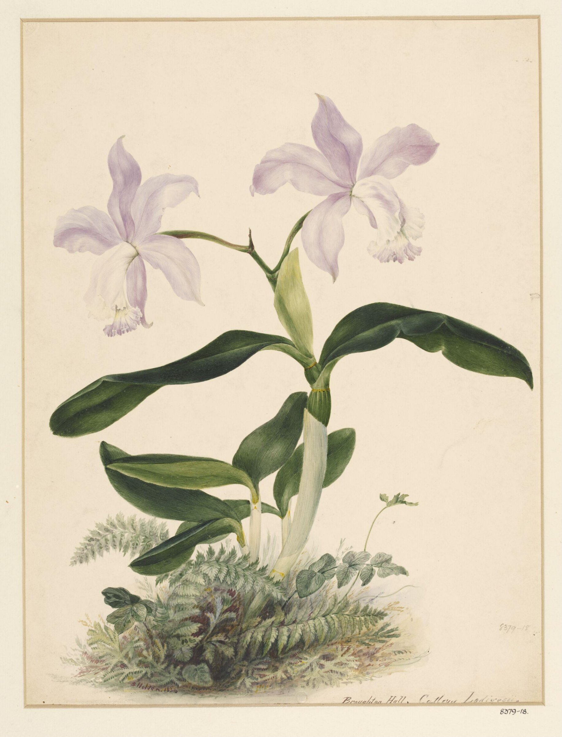 Drawing, Samuel Holden, 1836
