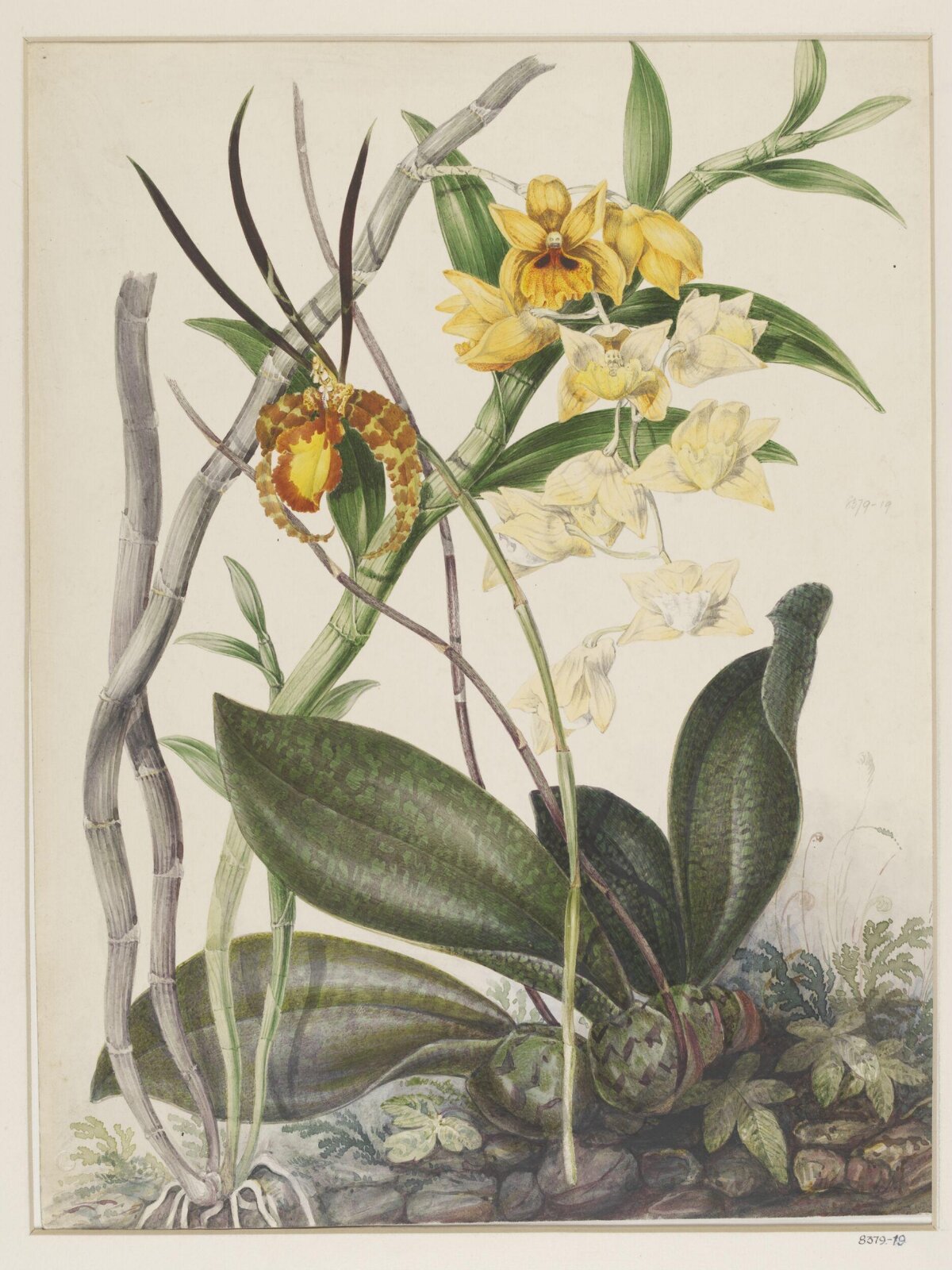 Drawing, Samuel Holden, 1837-47