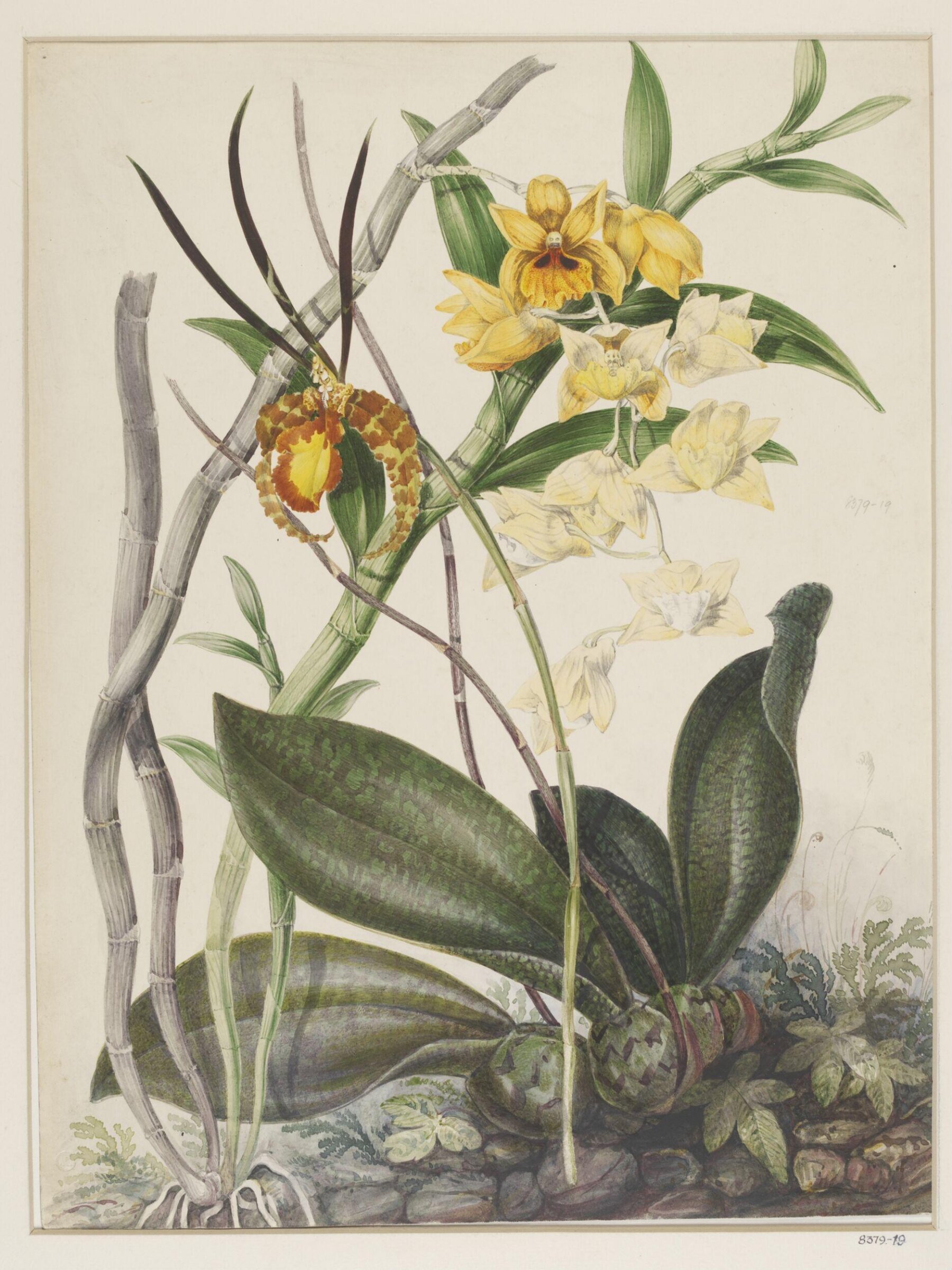 Drawing, Samuel Holden, 1837-47