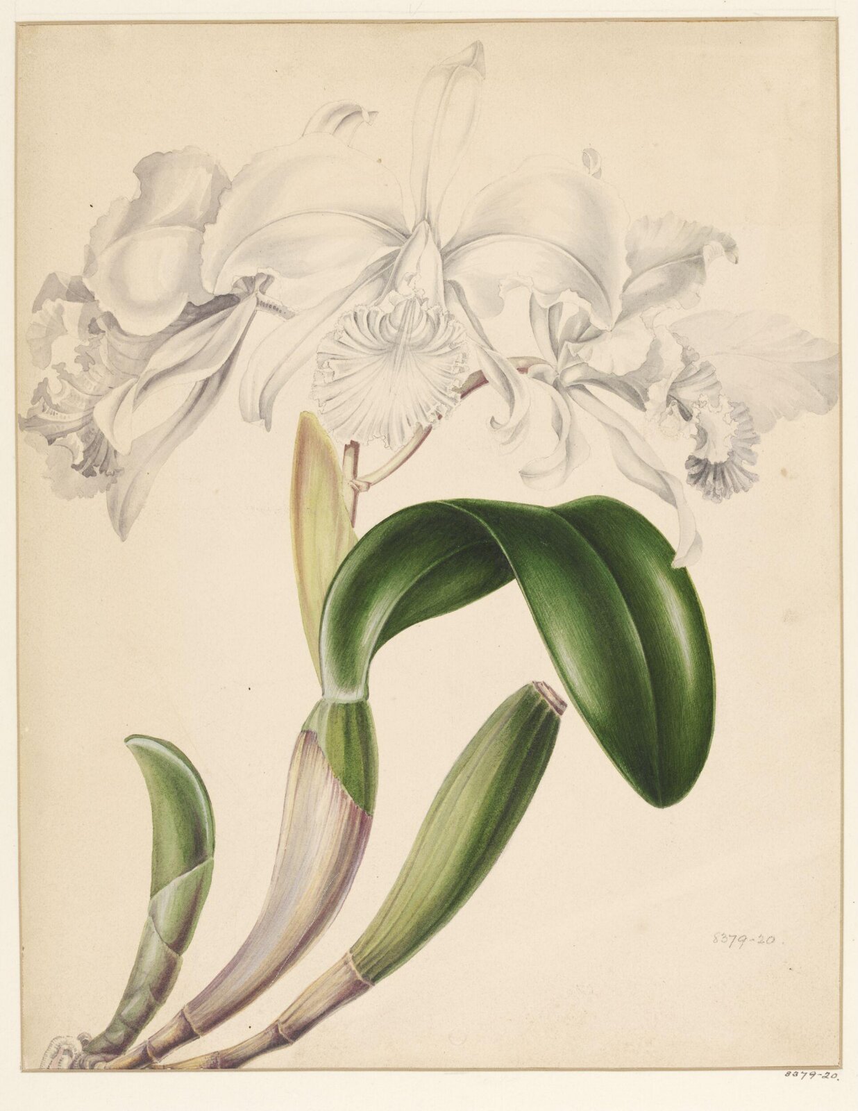Drawing, Samuel Holden, 1837-47