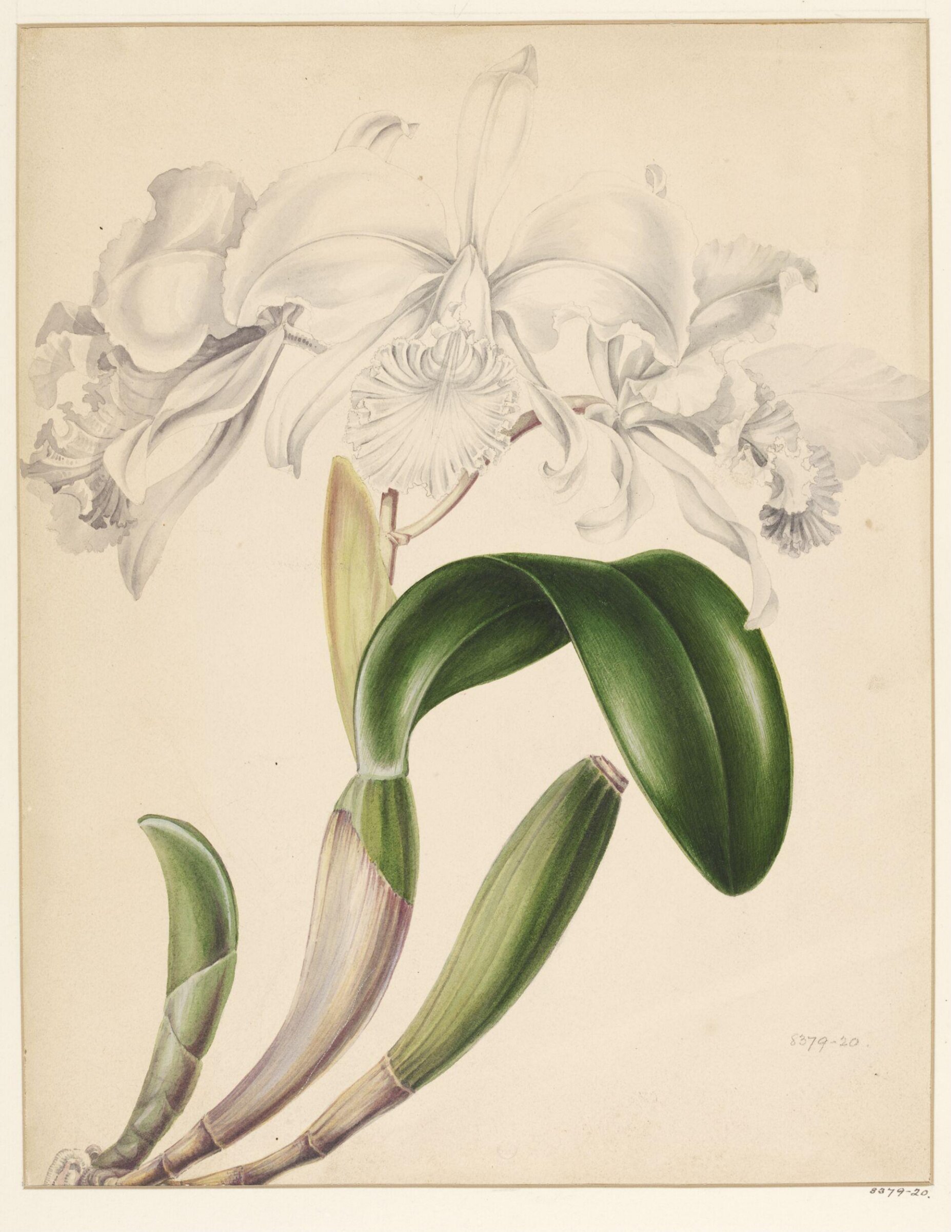 Drawing, Samuel Holden, 1837-47