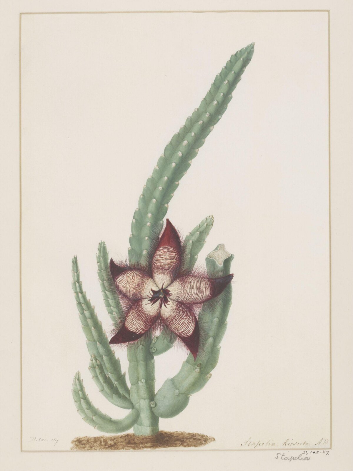 Drawing, A. Power, ca. 1800