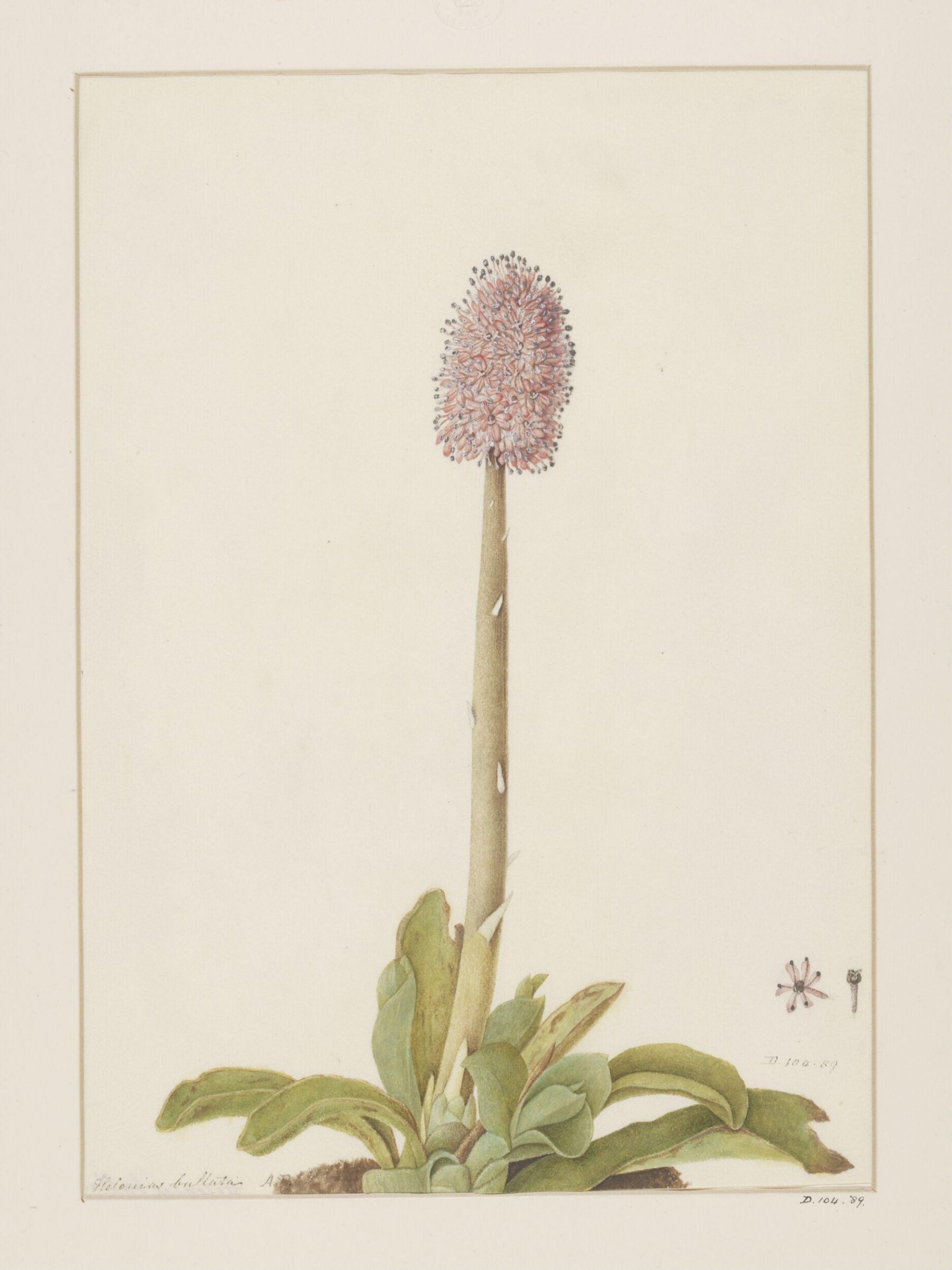 Drawing, A. Power, ca. 1800