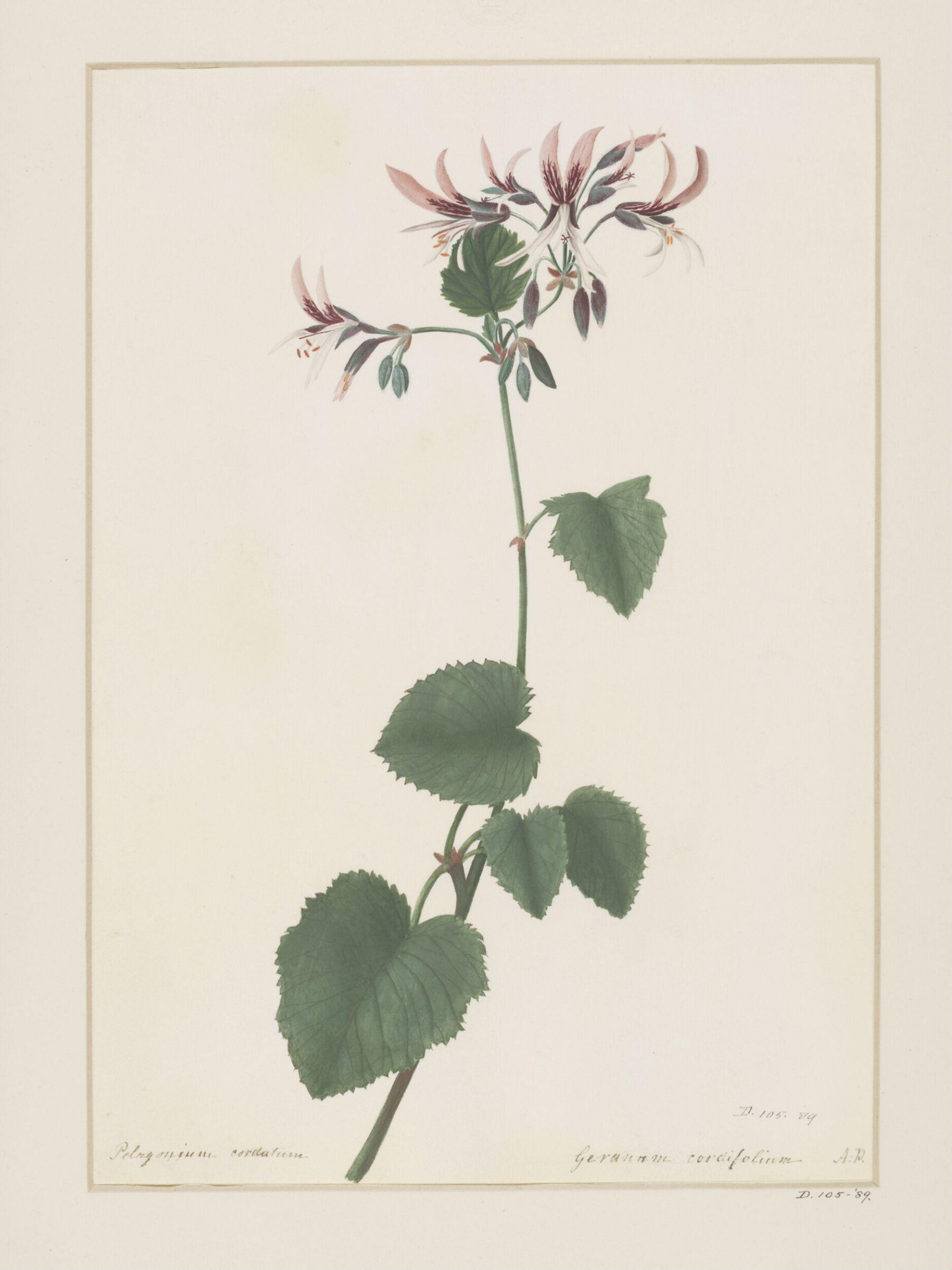 Drawing, A. Power, ca. 1800
