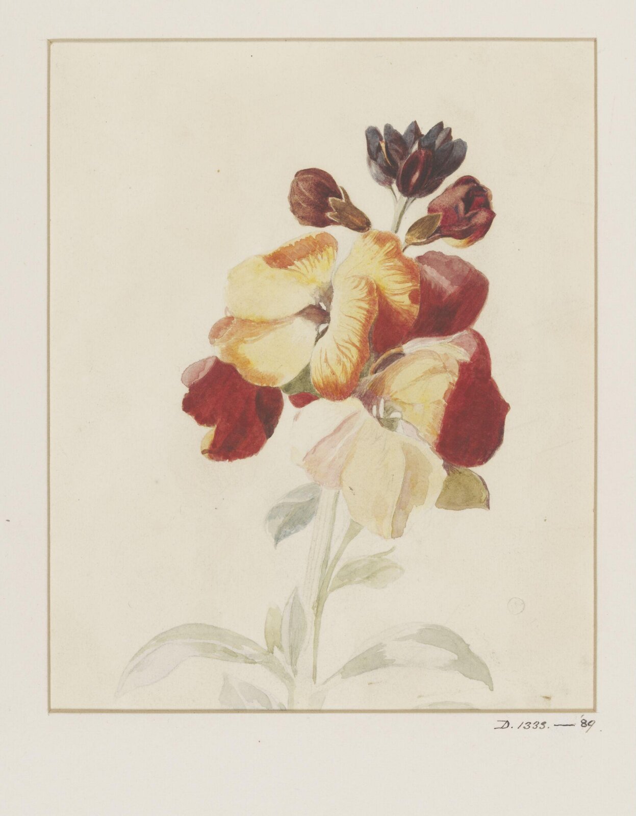 Botanical illustration, 1770-1790