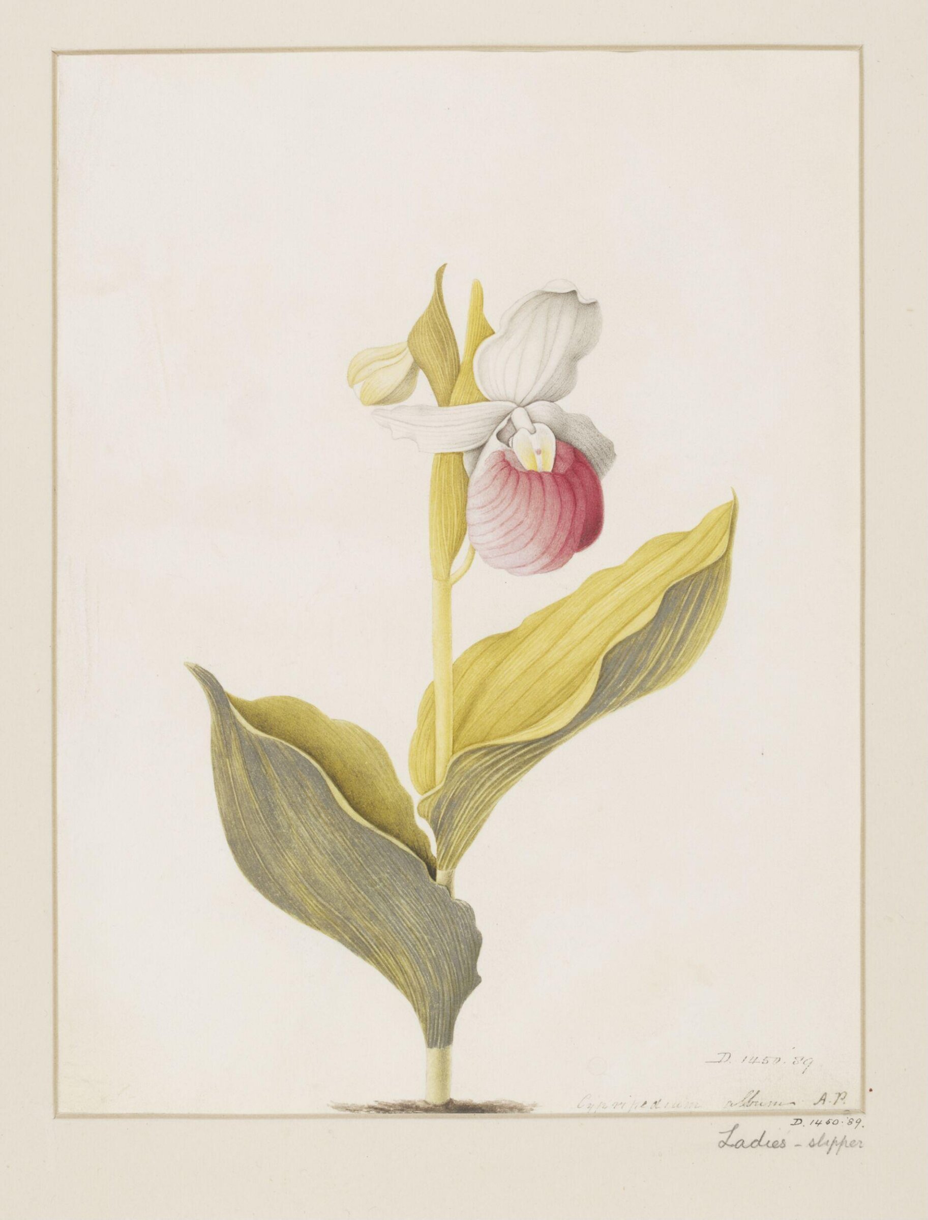 Drawing, A. Power, ca. 1800