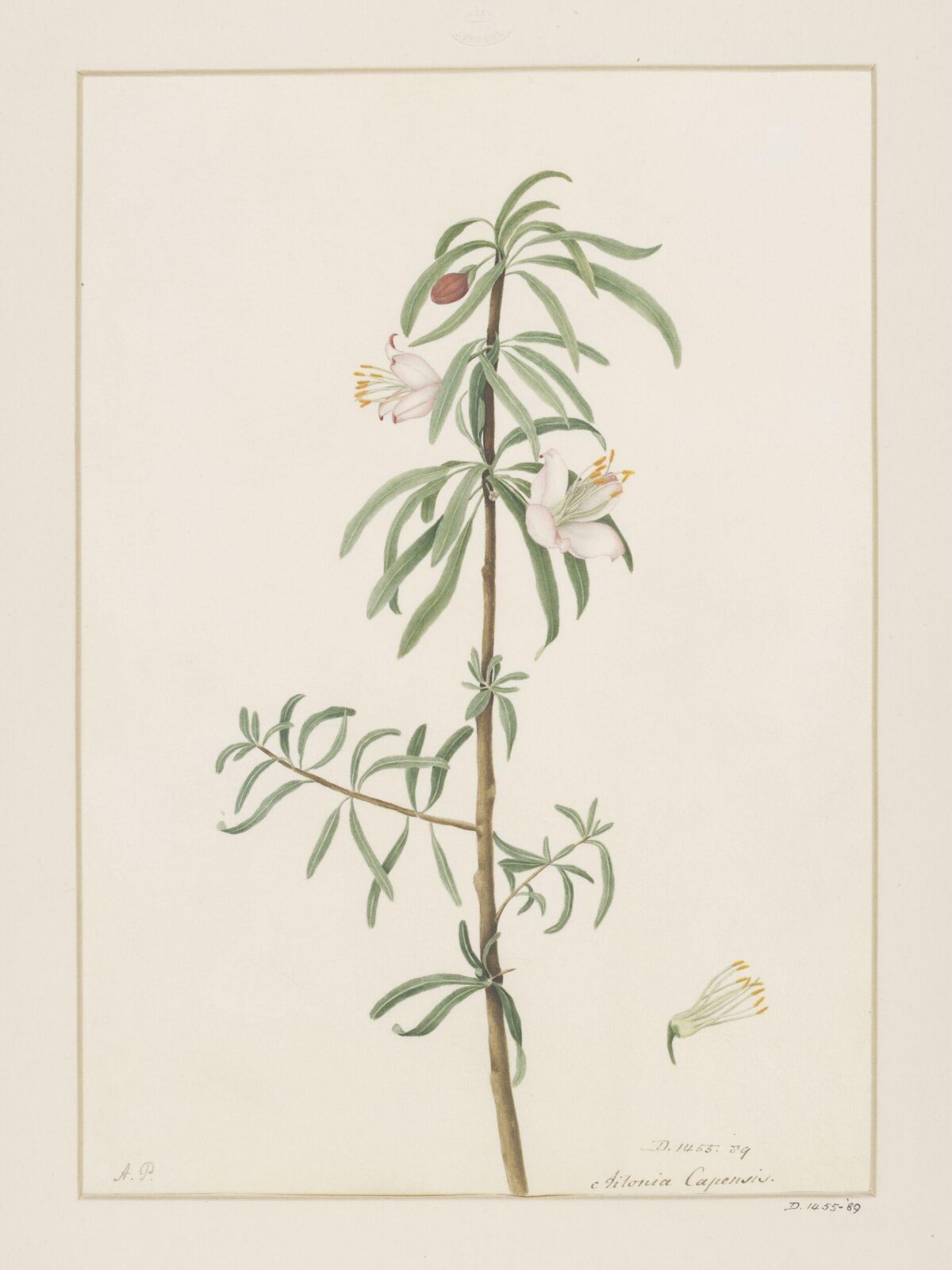 Drawing, A. Power, ca. 1800