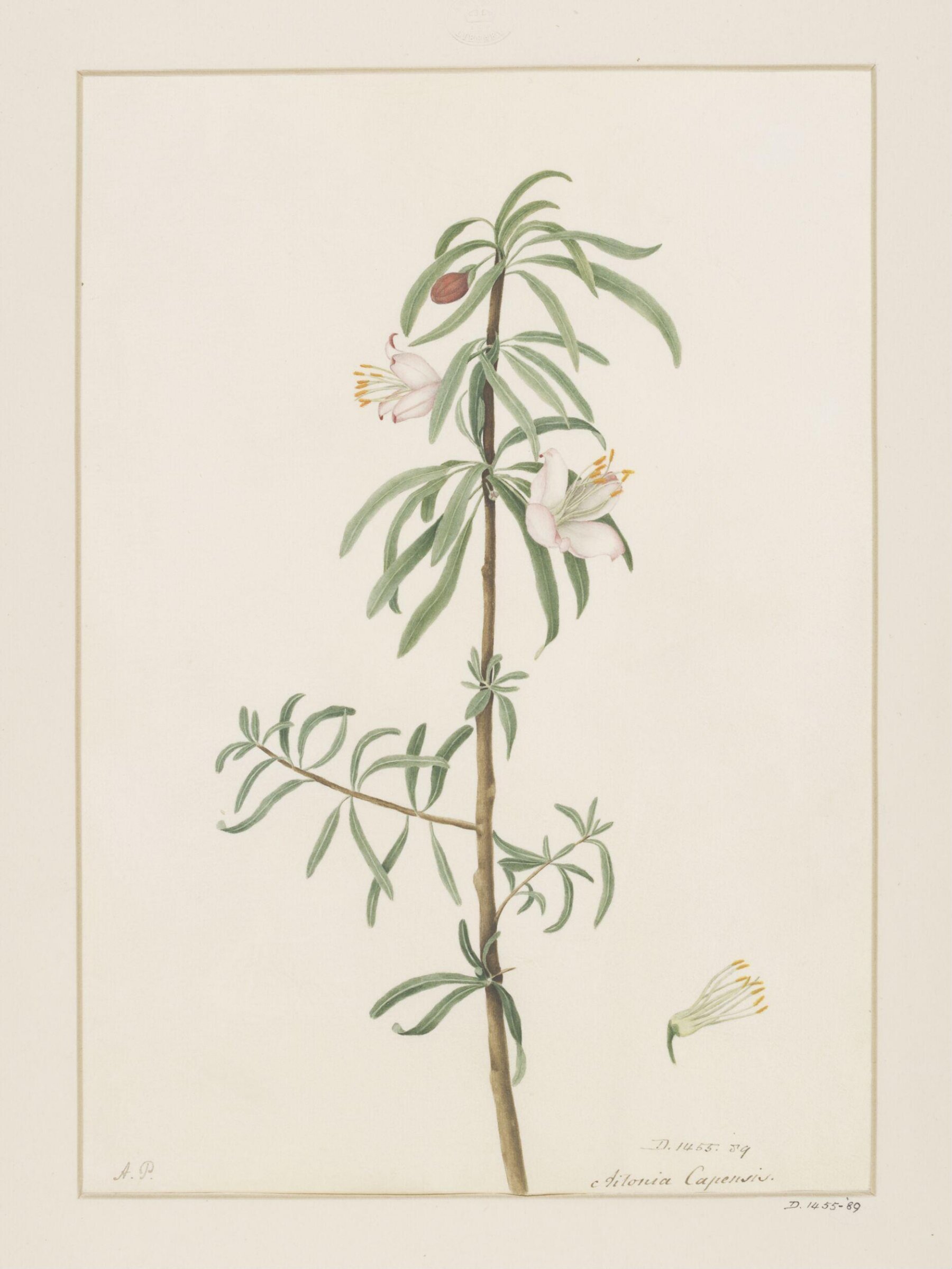 Drawing, A. Power, ca. 1800