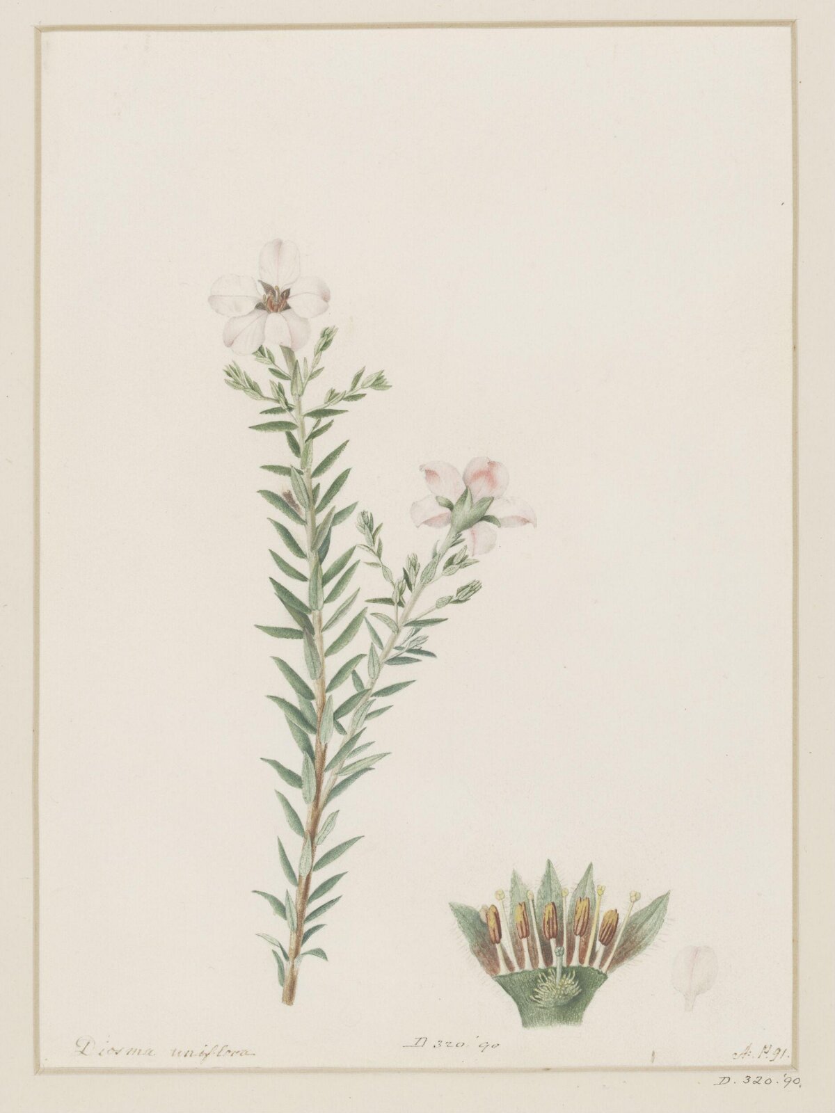 Drawing, A. Power, ca. 1800