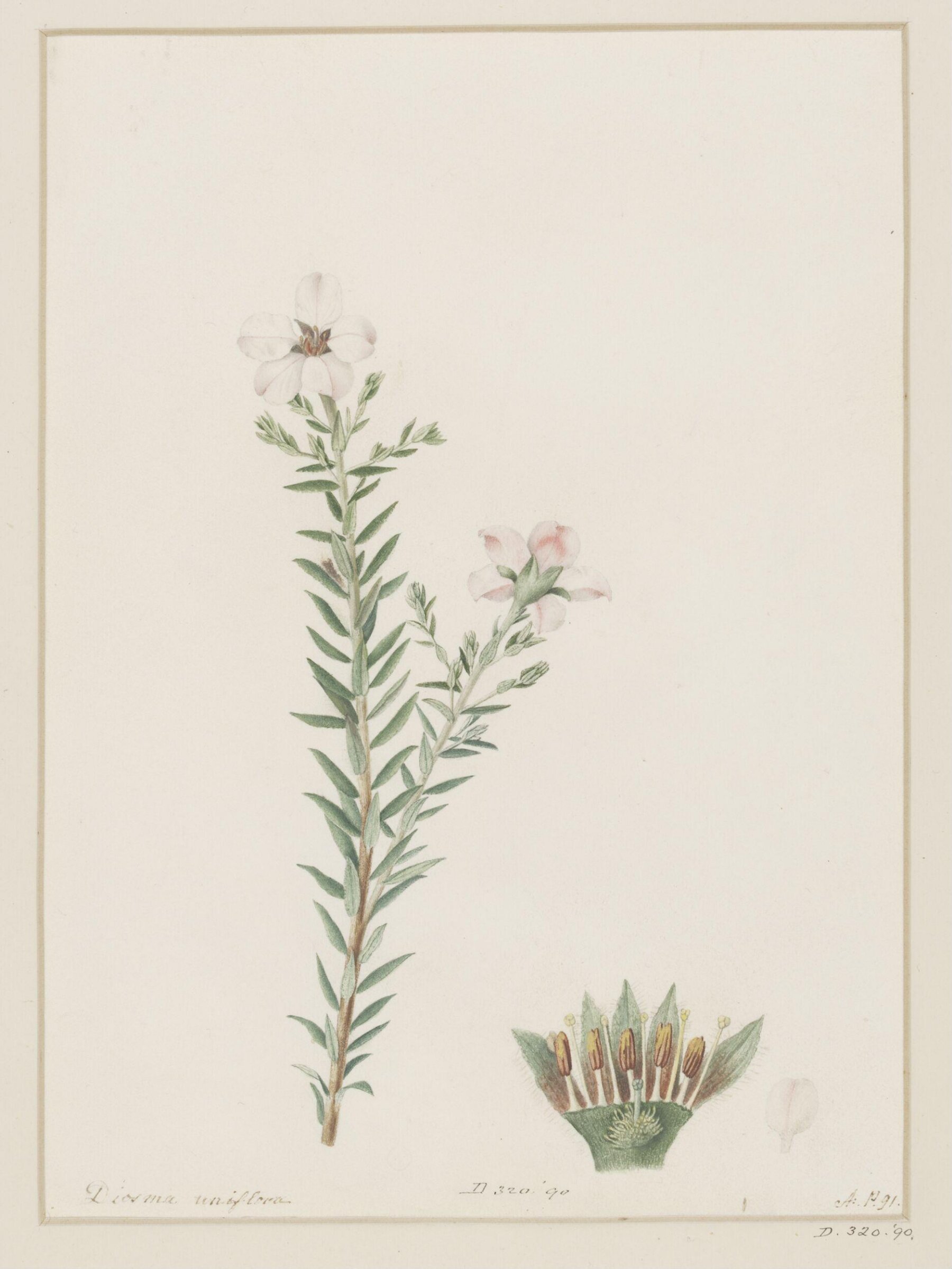 Drawing, A. Power, ca. 1800