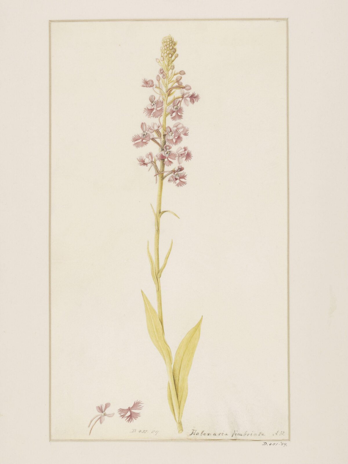 Drawing, A. Power, ca. 1800