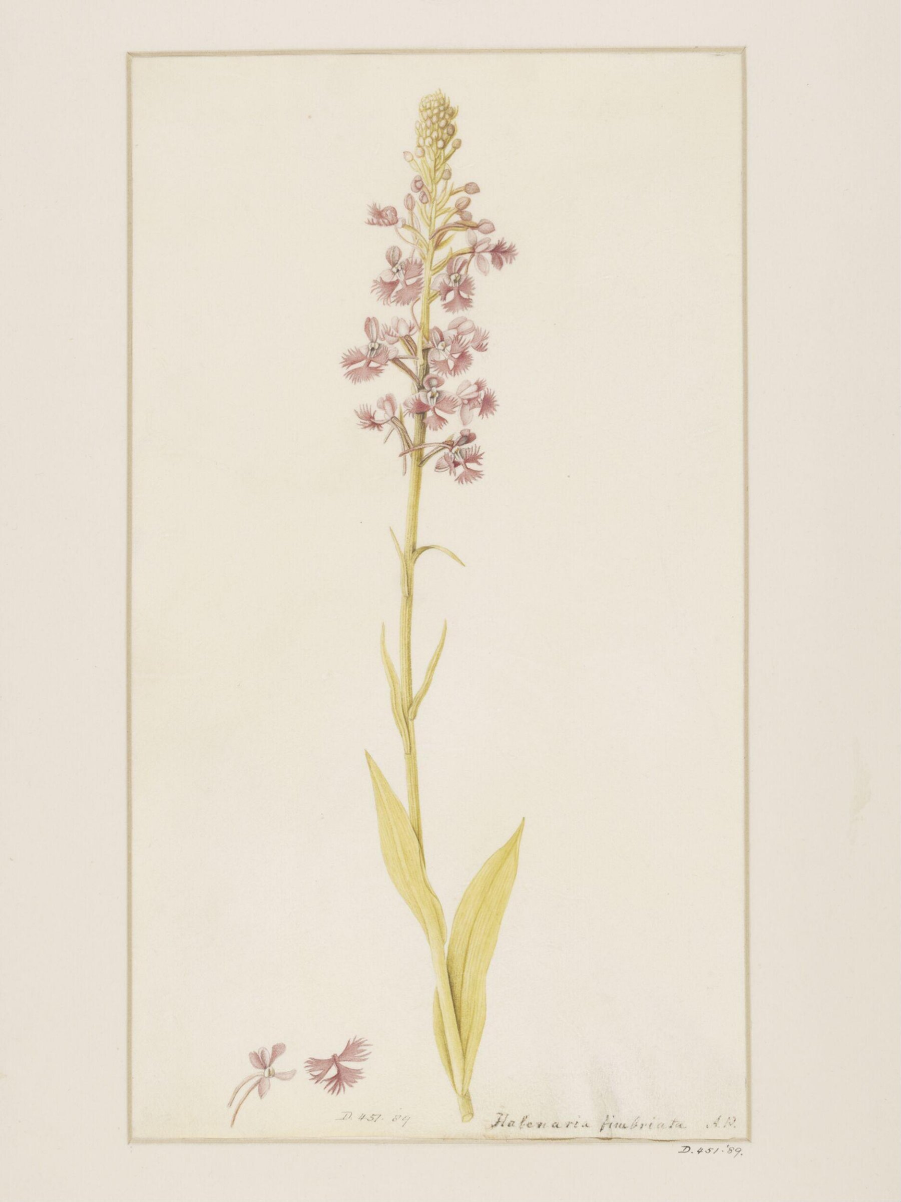 Drawing, A. Power, ca. 1800