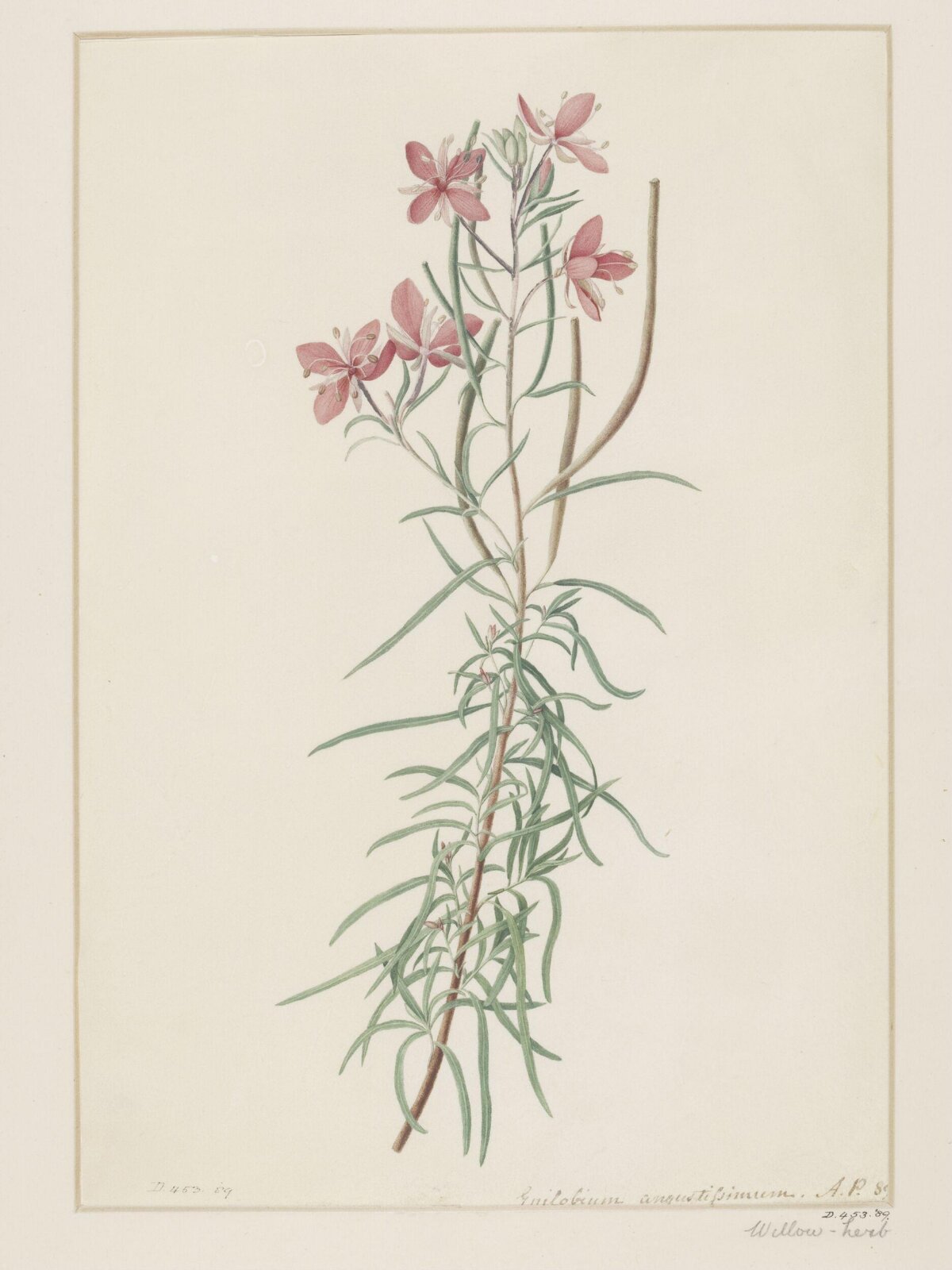 Drawing, A. Power, ca. 1800