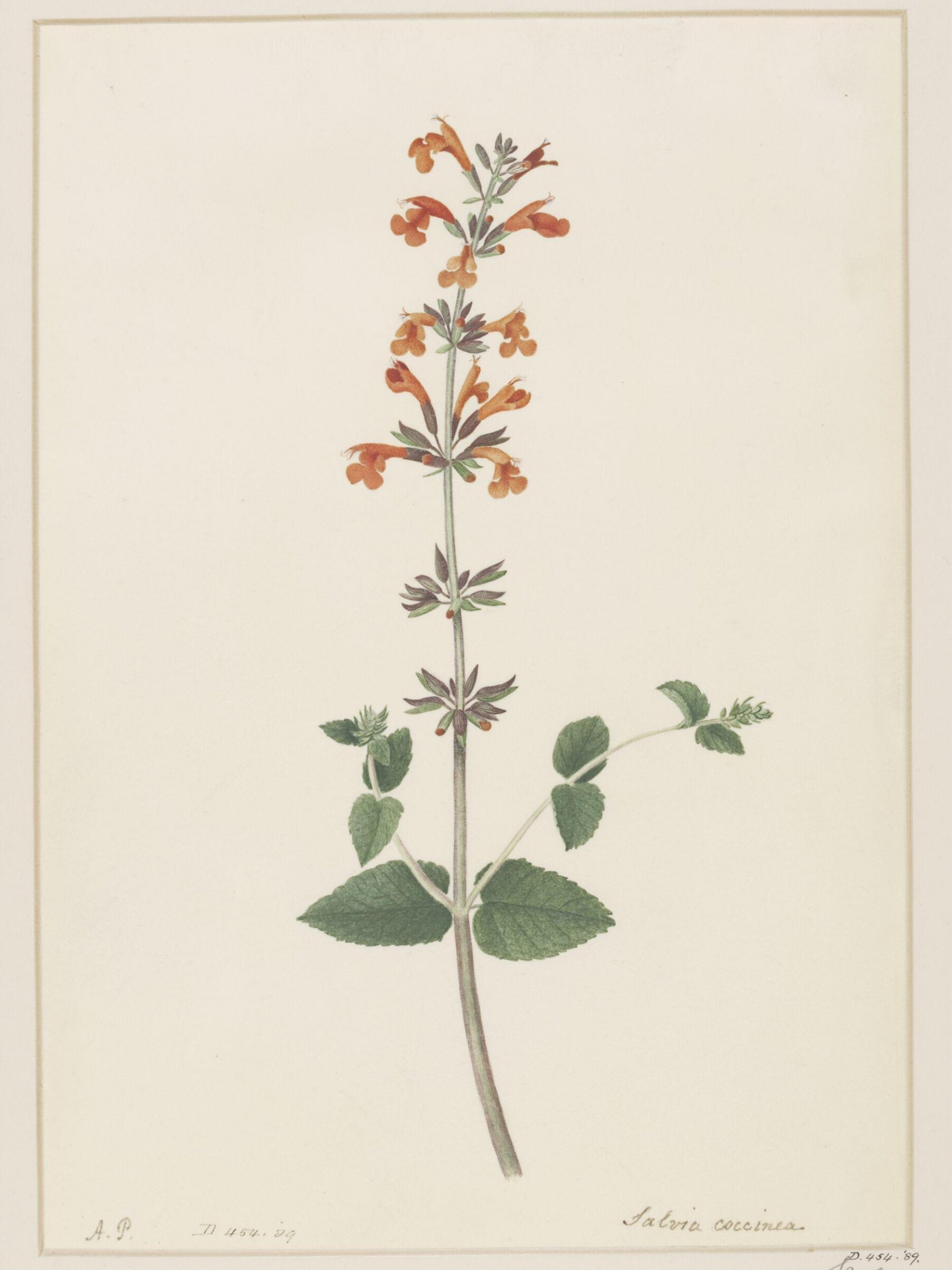 Drawing, A. Power, ca. 1800
