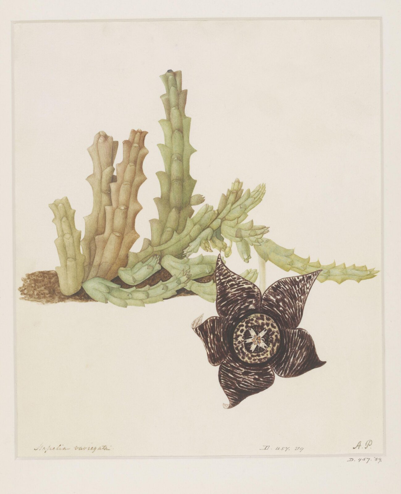 Drawing, A. Power, ca. 1800