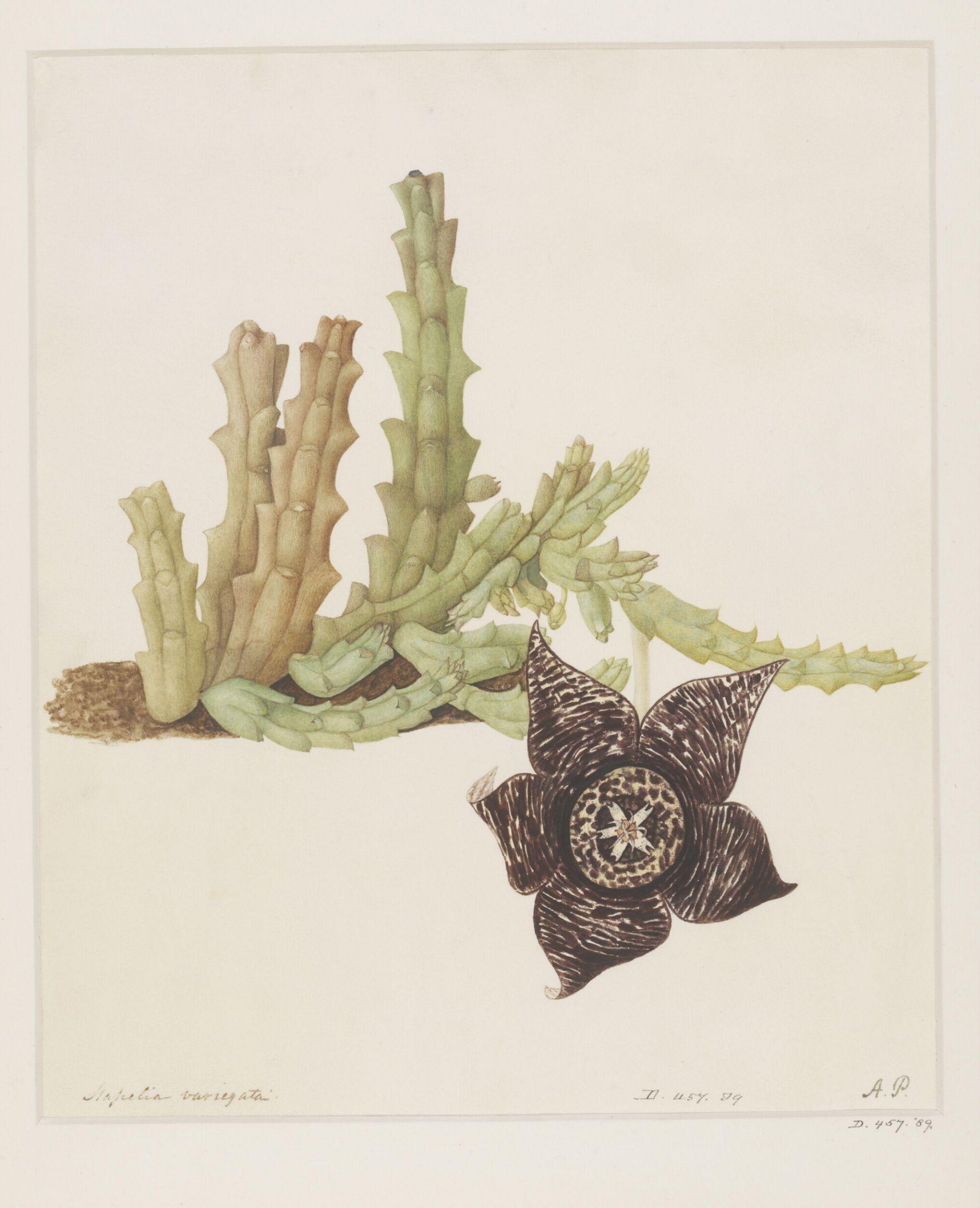 Drawing, A. Power, ca. 1800