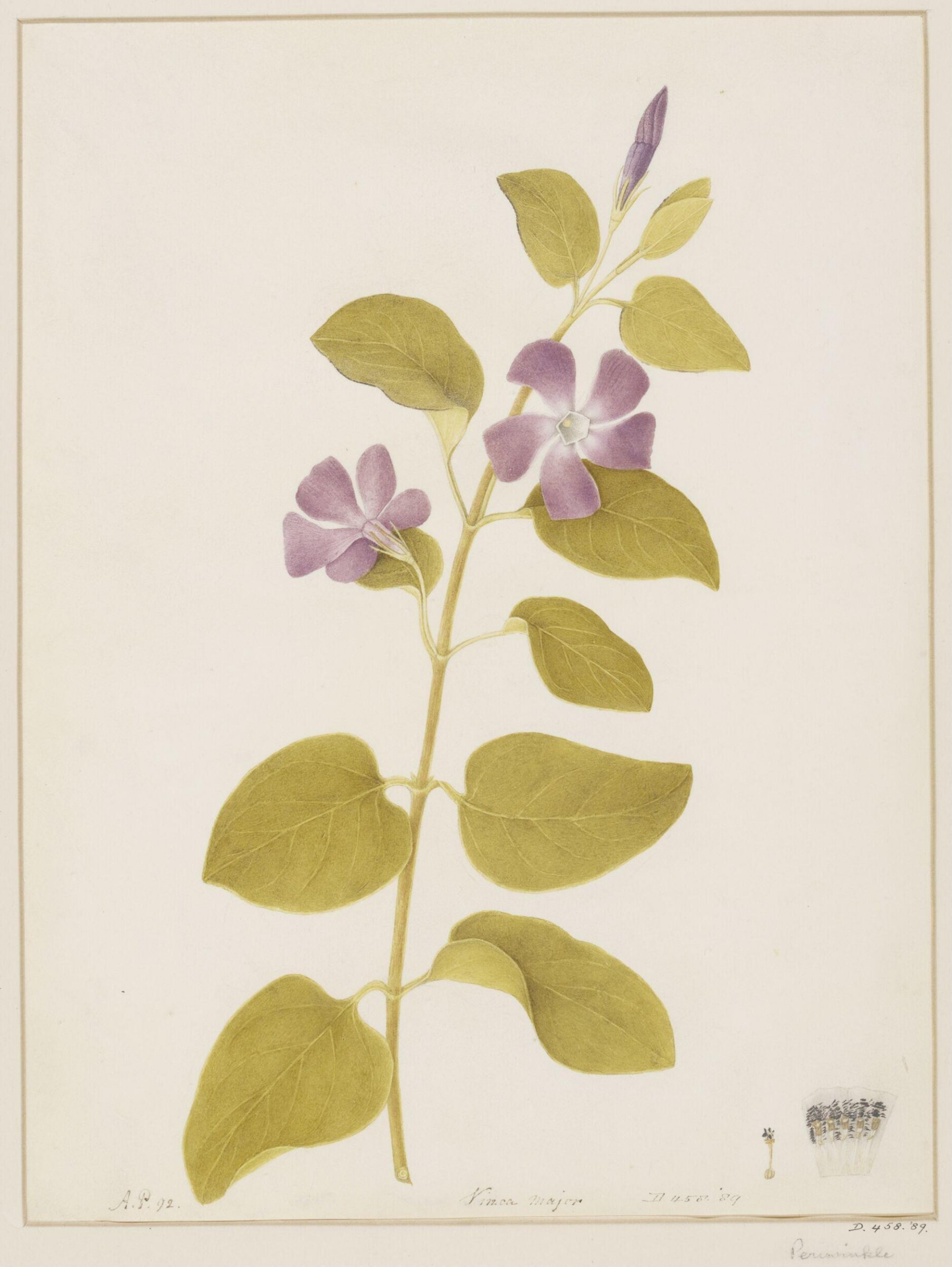 Vinca Major L, A. Power, 1792