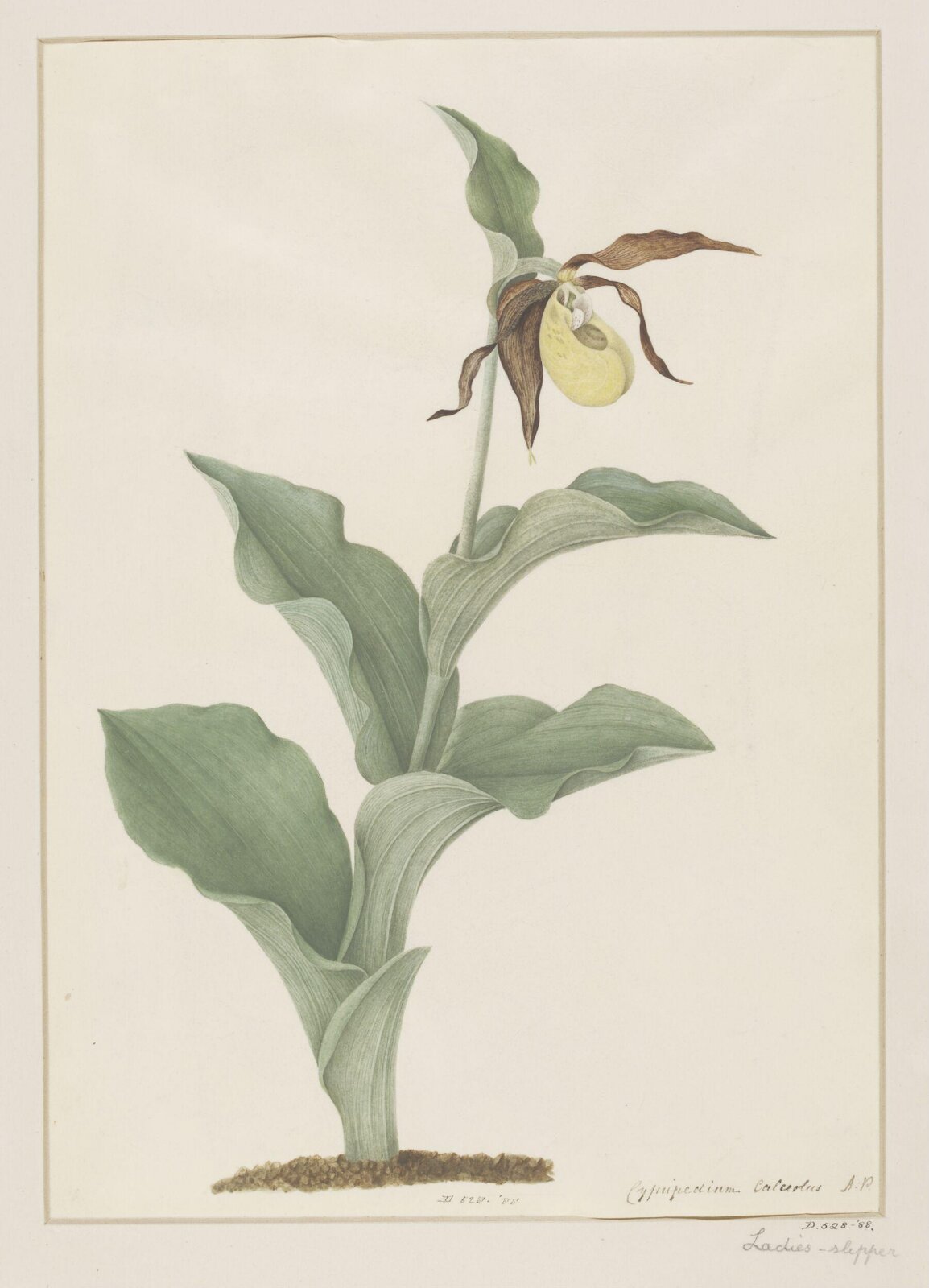 Drawing, A. Power, late 18th century - early 19th century
