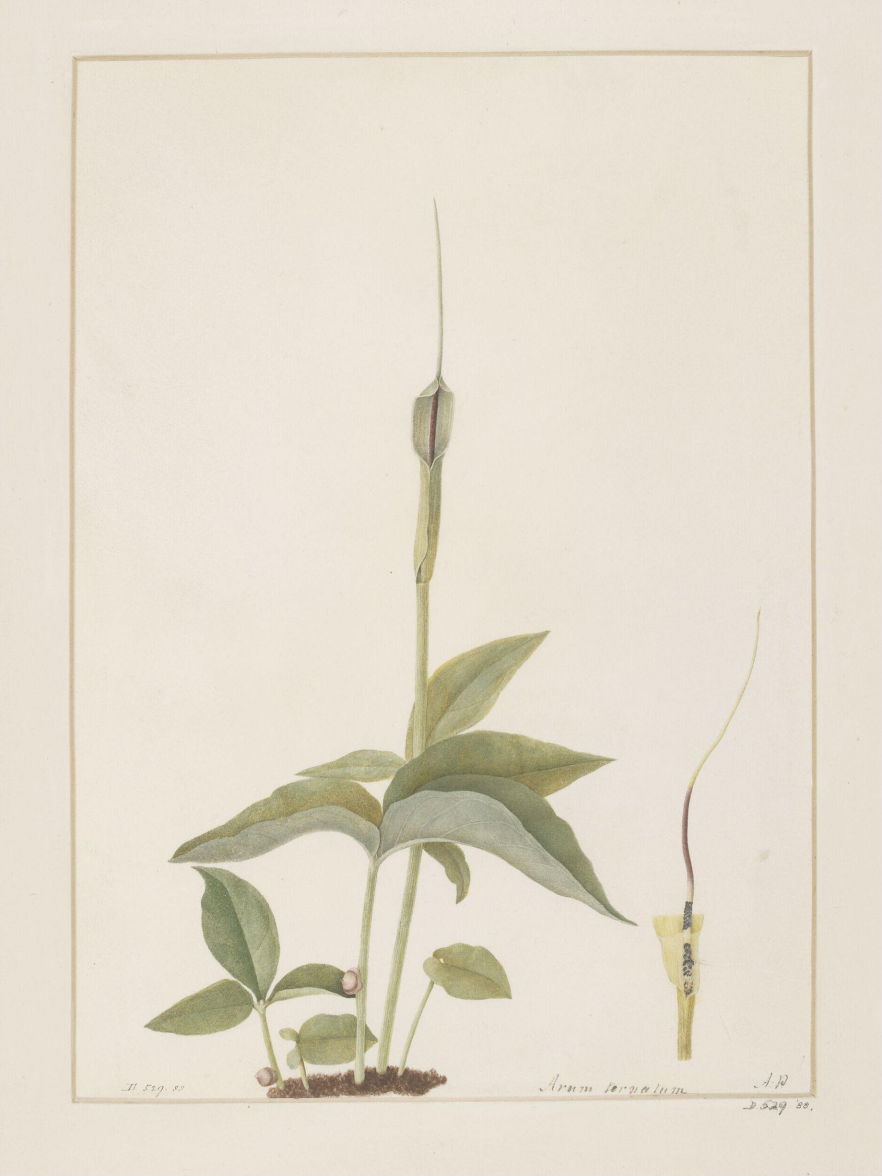 Drawing, A. Power, late 18th century - early 19th century