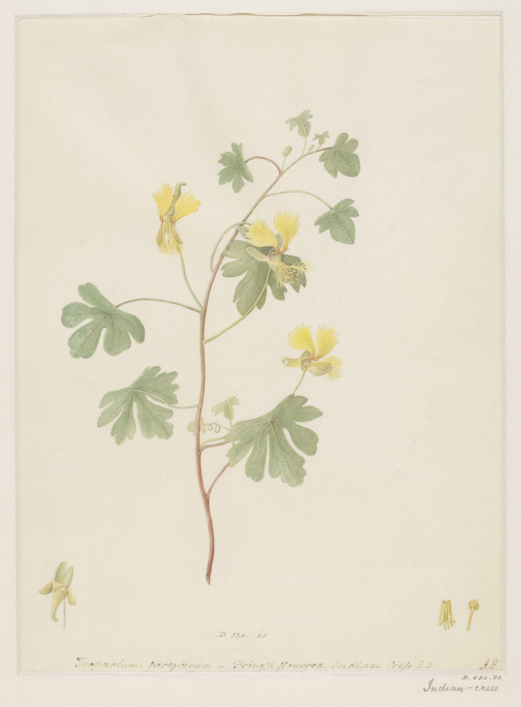 Drawing, A. Power, late 18th century - early 19th century