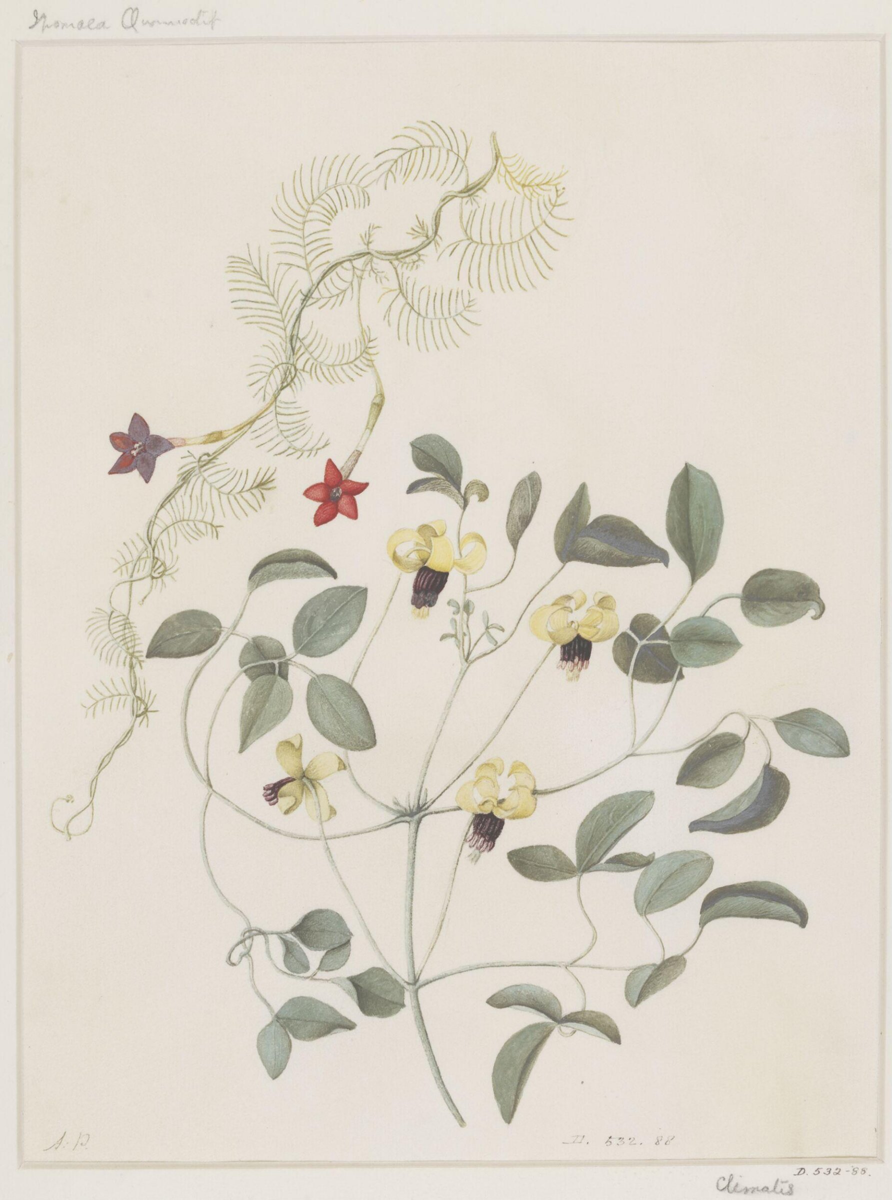 Drawing, A. Power, late 18th century - early 19th century