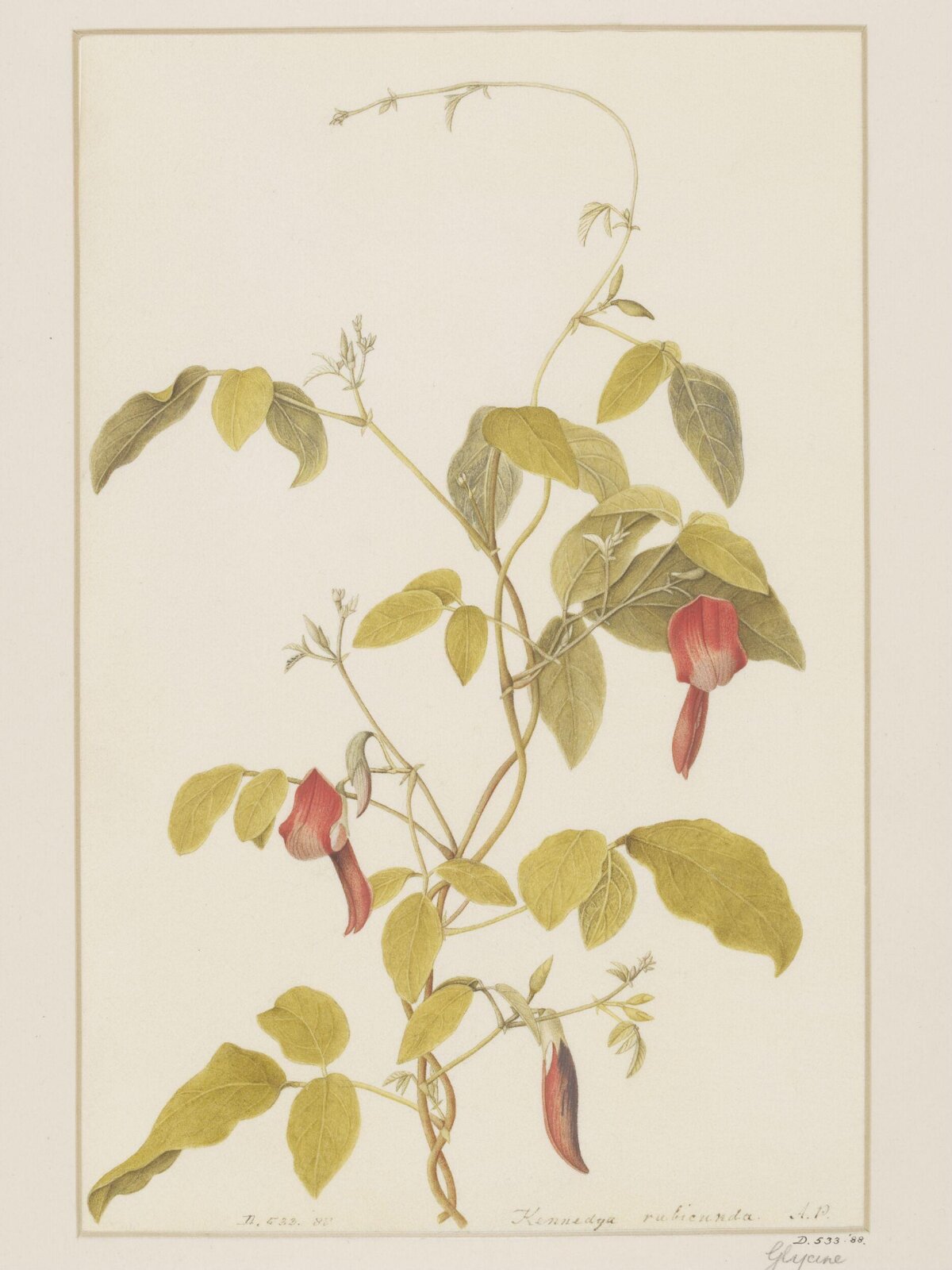 Kennedya rubicunda (Schneev.) Vent, A. Power, late 18th century - early 19th century