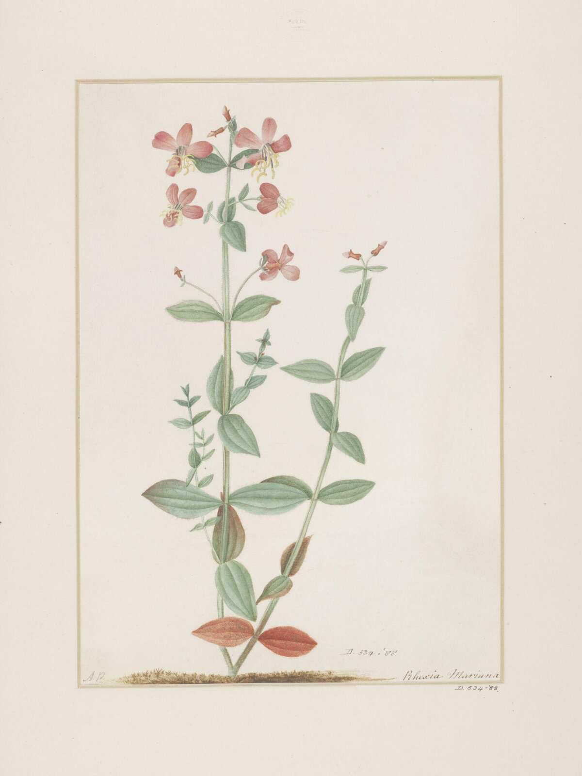 Drawing, A. Power, late 18th century - early 19th century