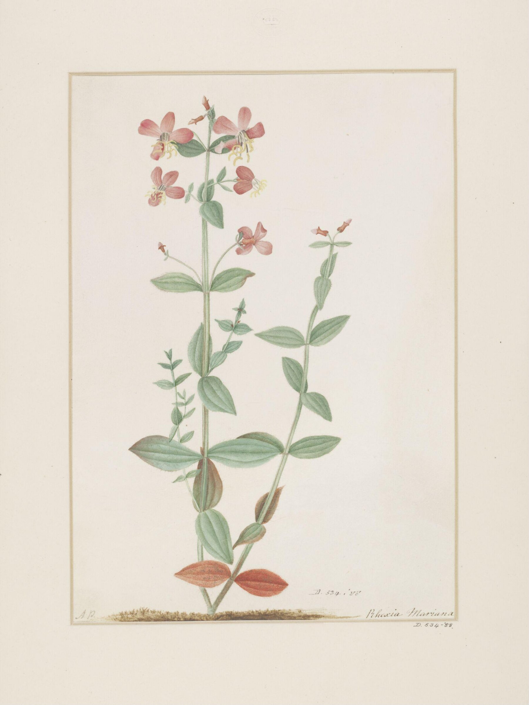 Drawing, A. Power, late 18th century - early 19th century