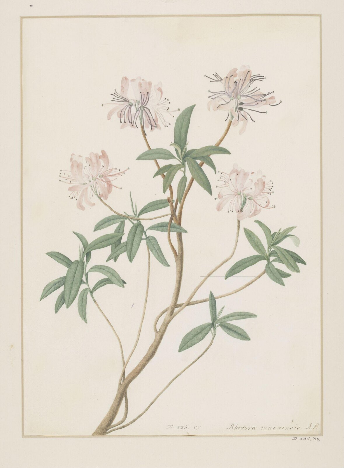 Drawing, A. Power, late 18th century - early 19th century