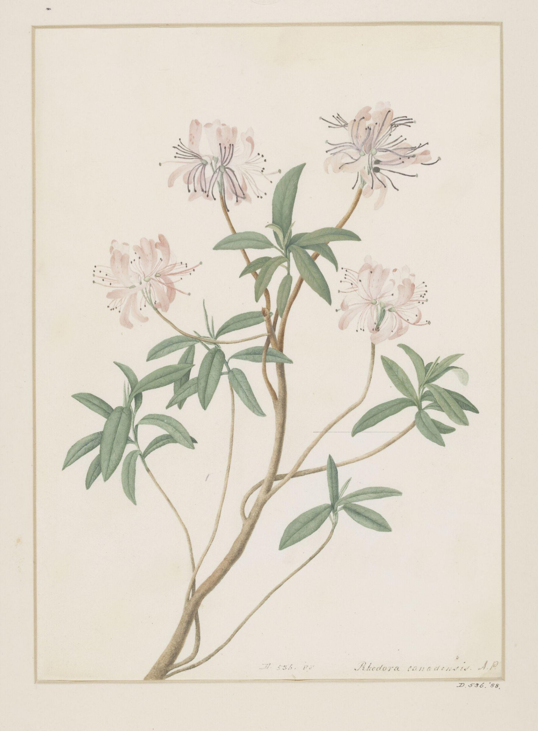 Drawing, A. Power, late 18th century - early 19th century