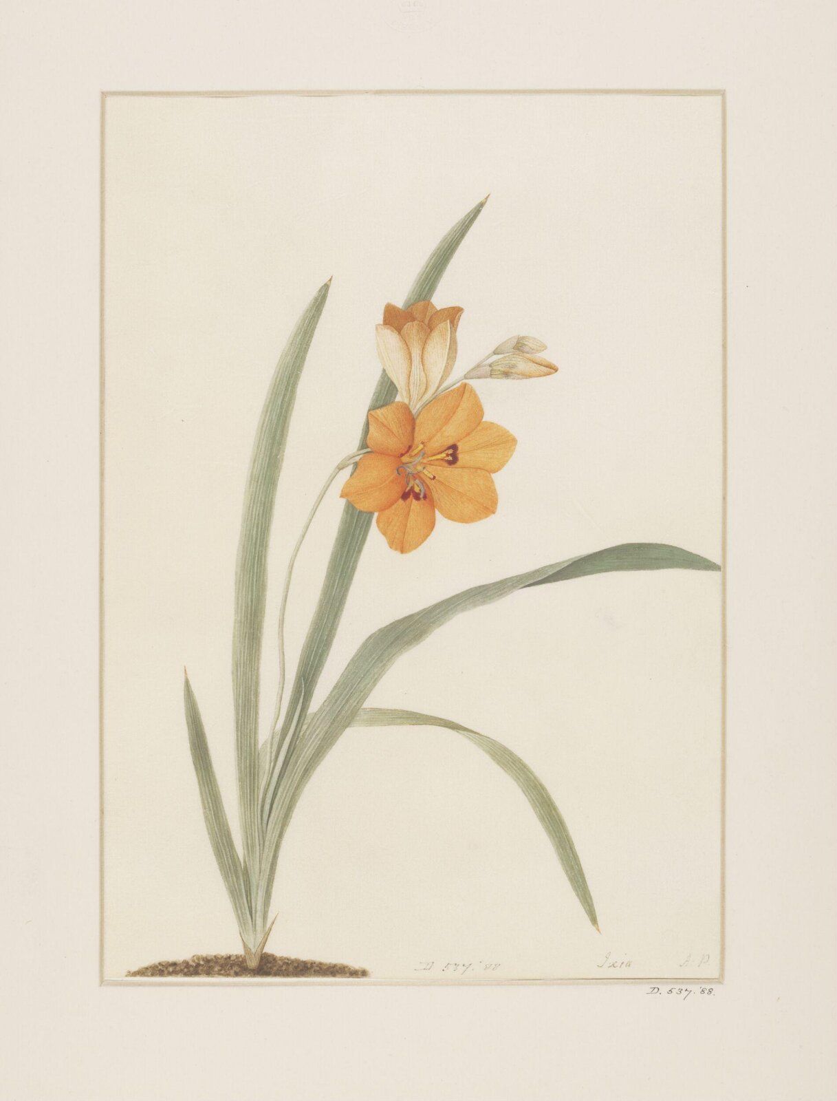 Drawing, A. Power, late 18th century - early 19th century