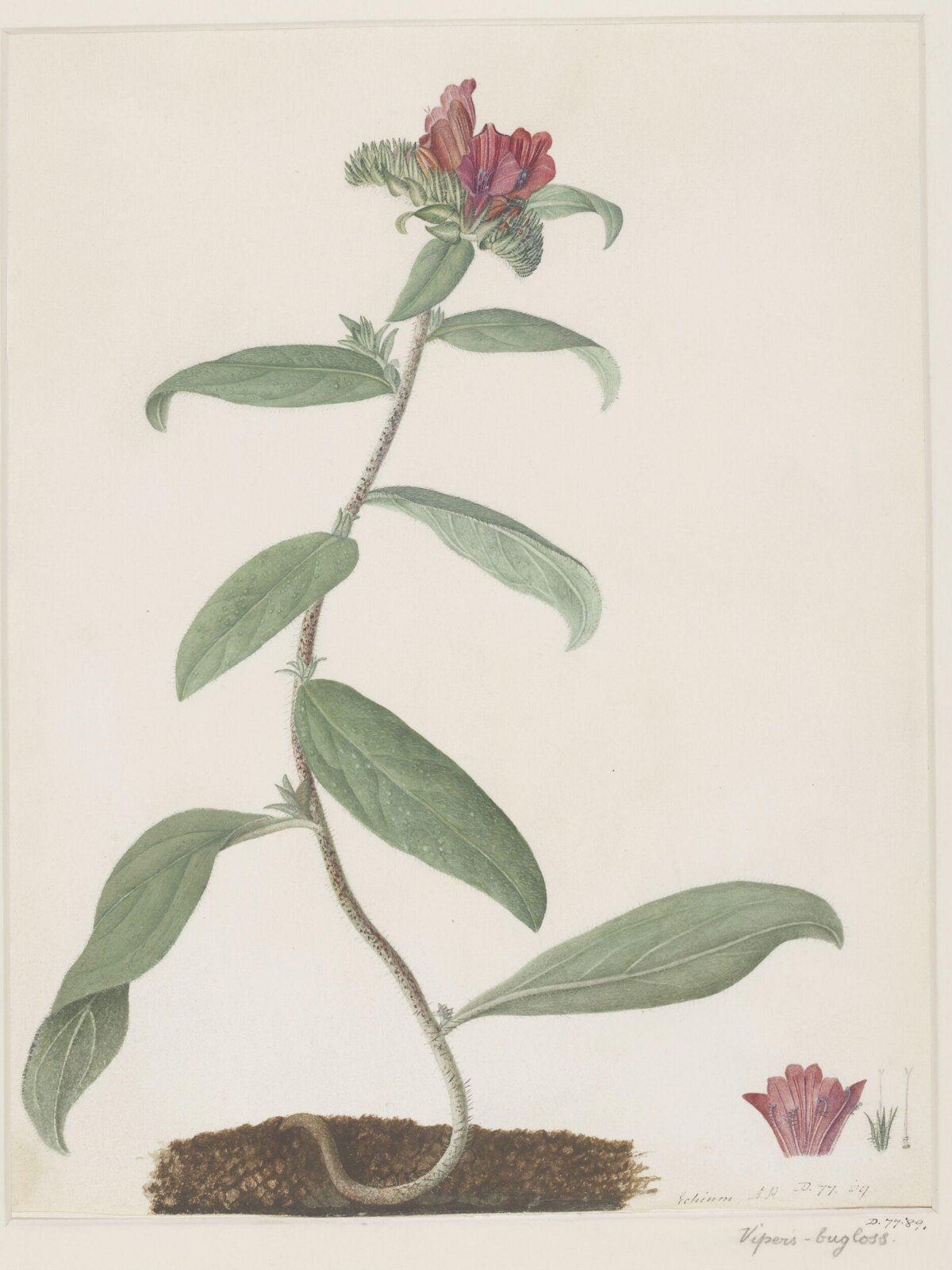 Drawing, A. Power, ca. 1800