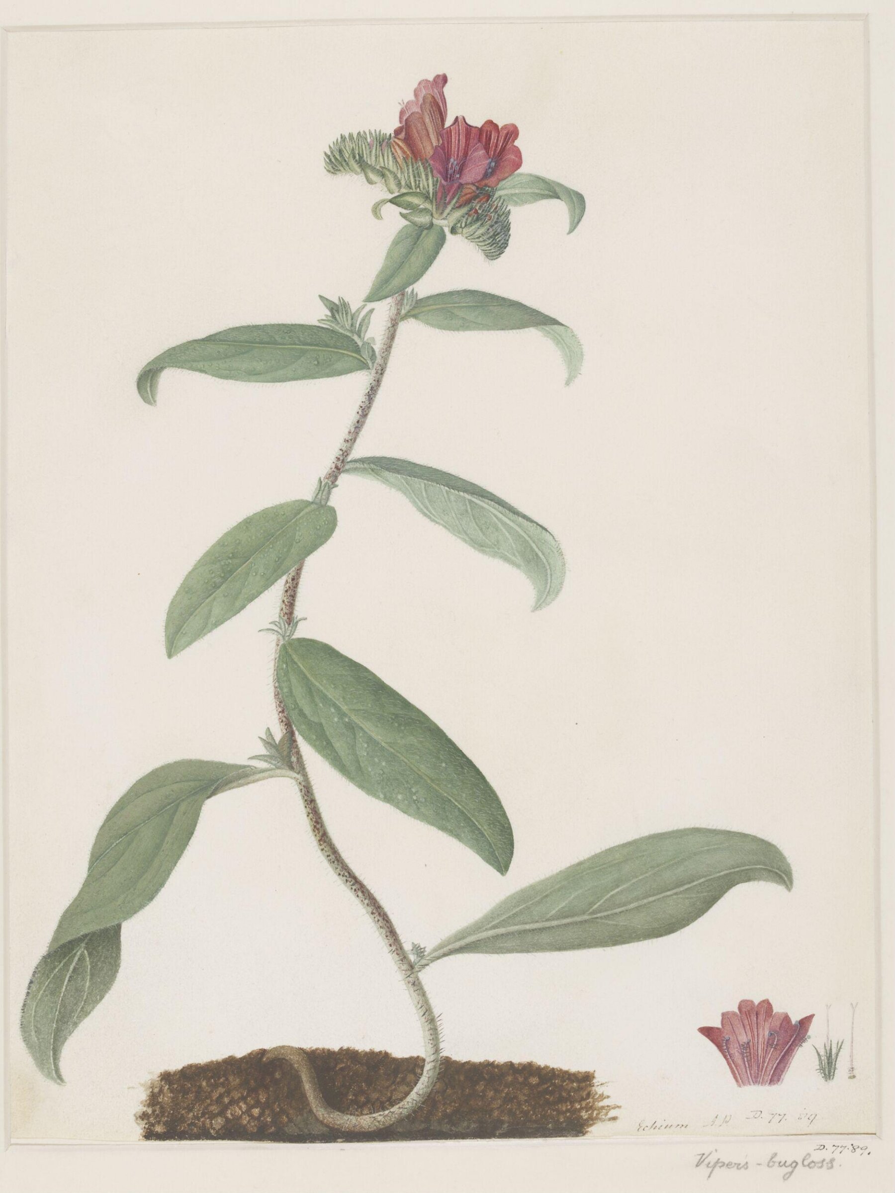 Drawing, A. Power, ca. 1800