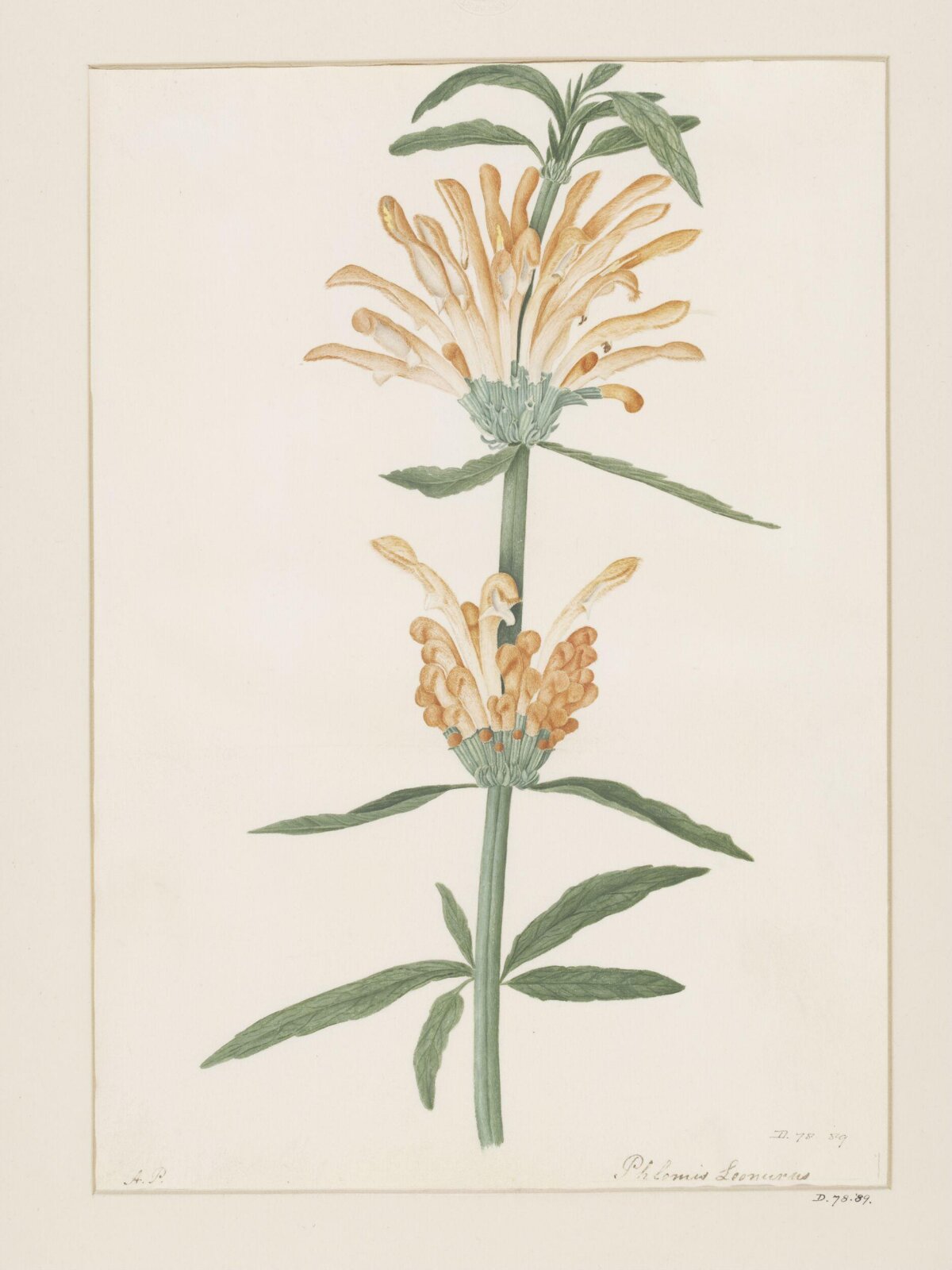 Drawing, A. Power, ca. 1800