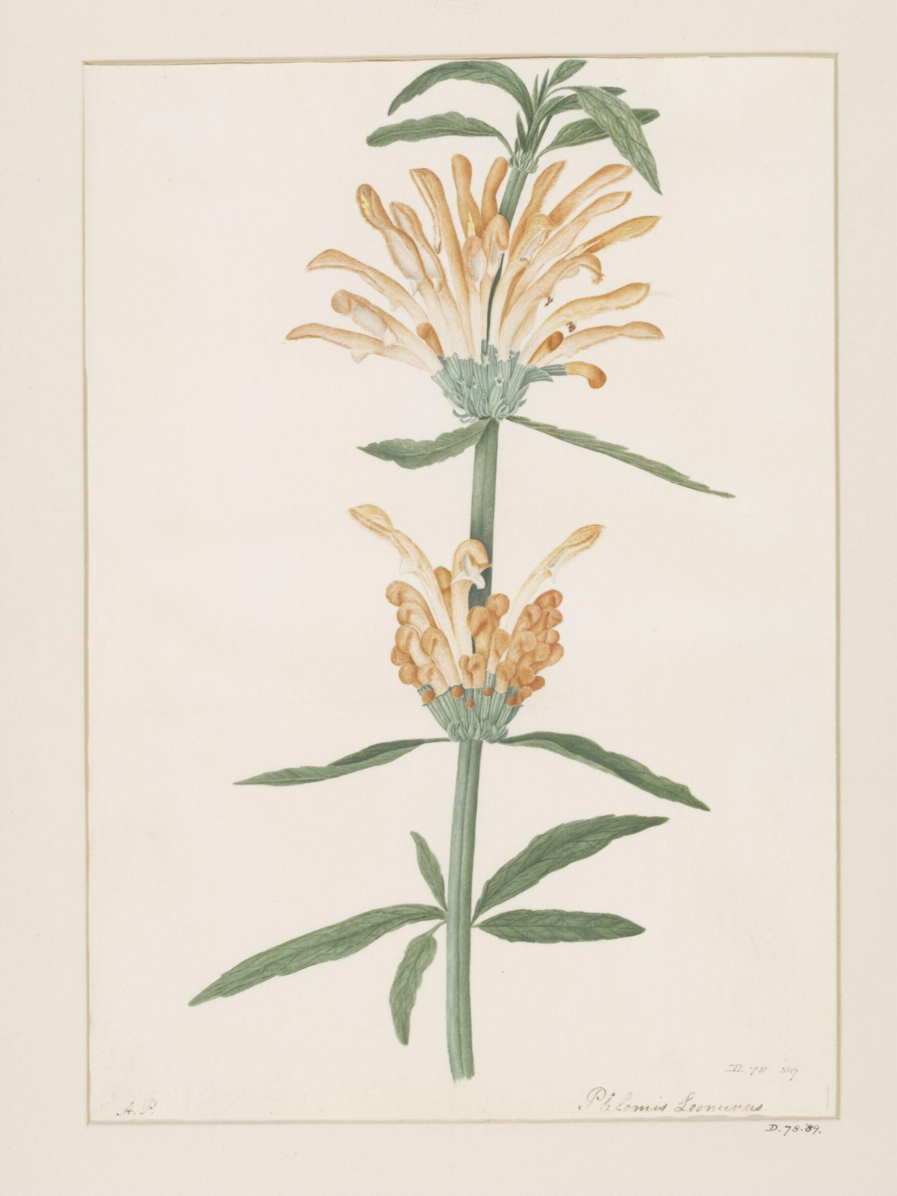 Drawing, A. Power, ca. 1800