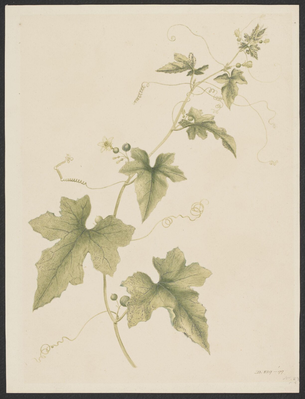 Drawing