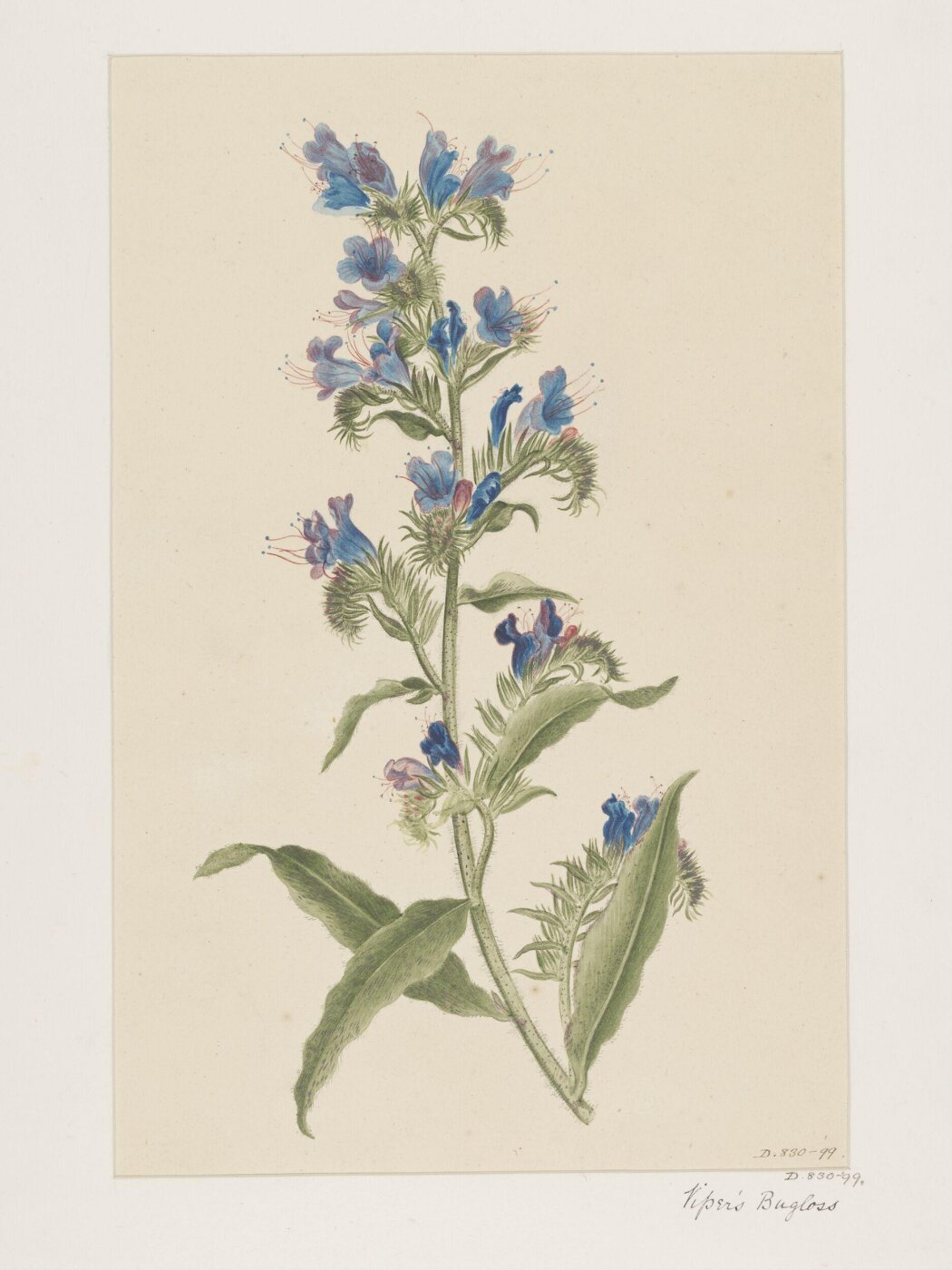 Unknown, Drawing