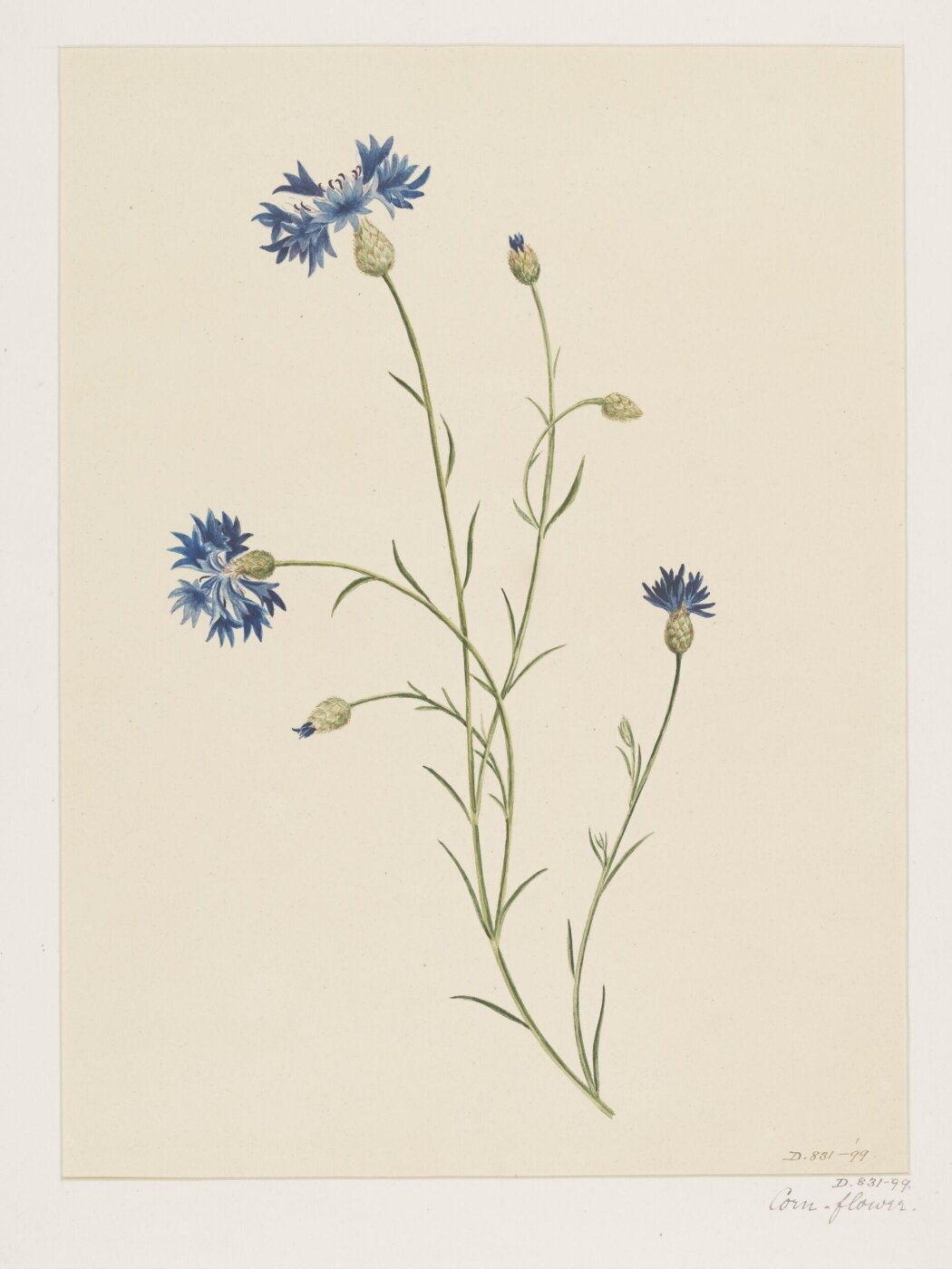 Unknown, Drawing
