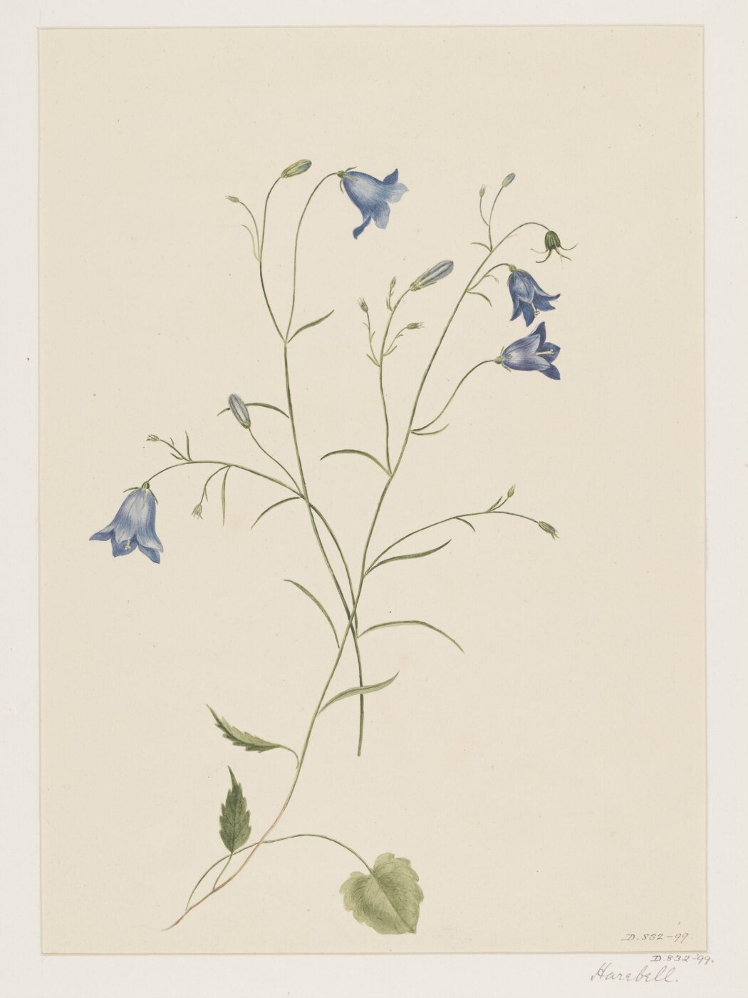 Unknown, Drawing