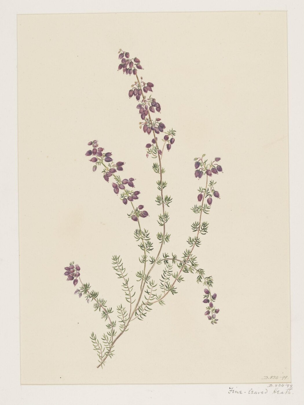Unknown, Drawing