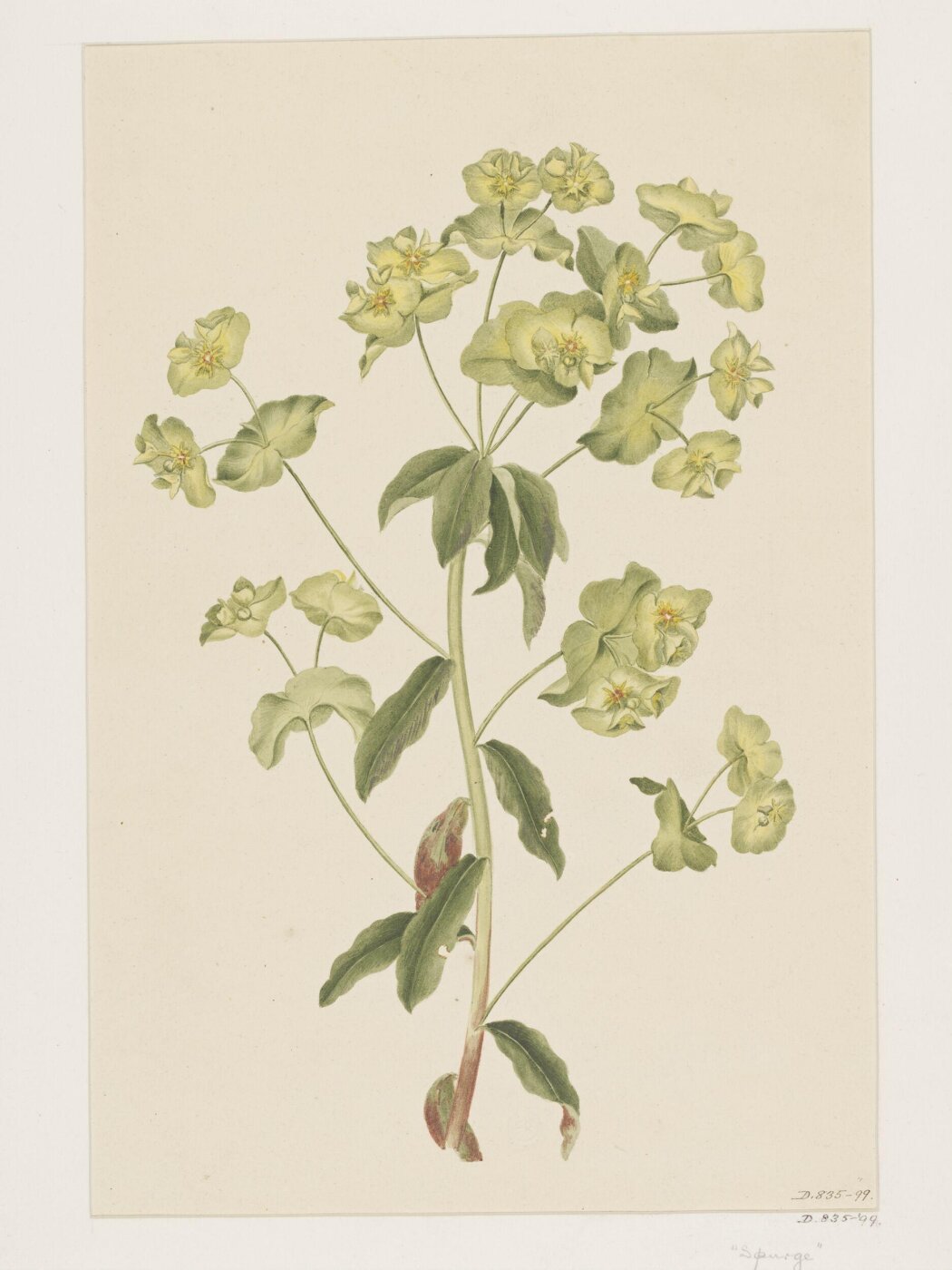 Unknown, Drawing