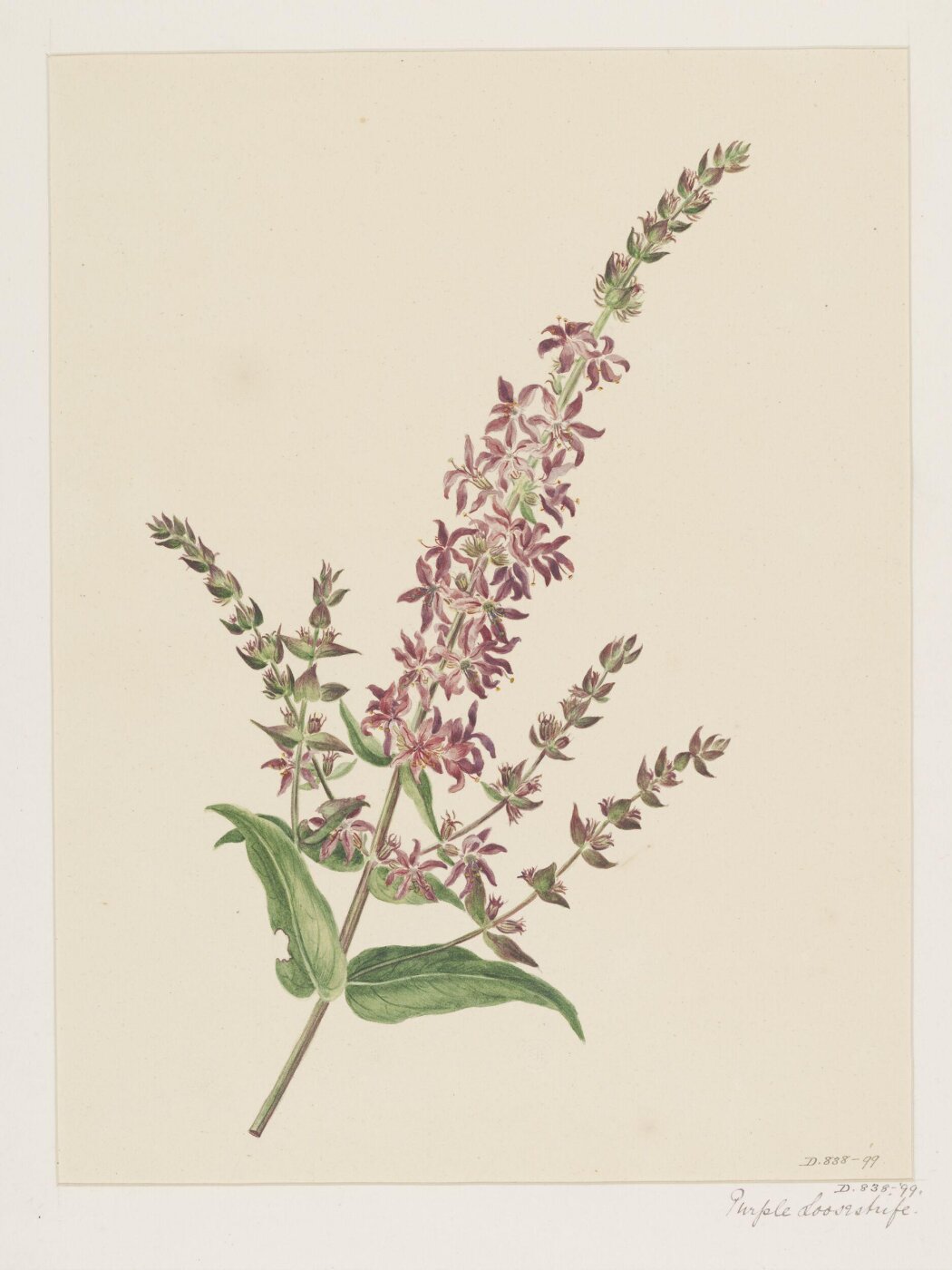 Unknown, Drawing