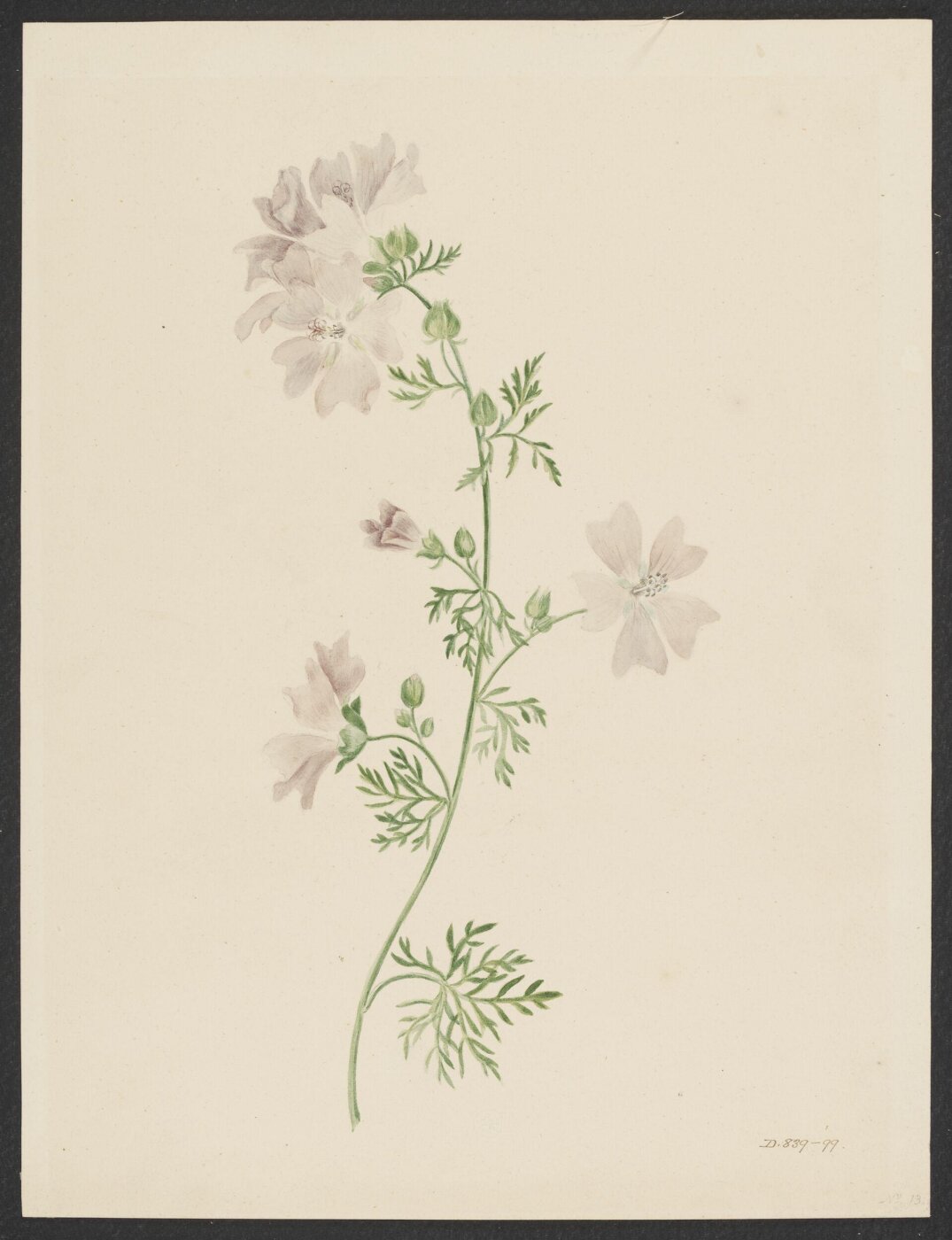 Unknown, Drawing