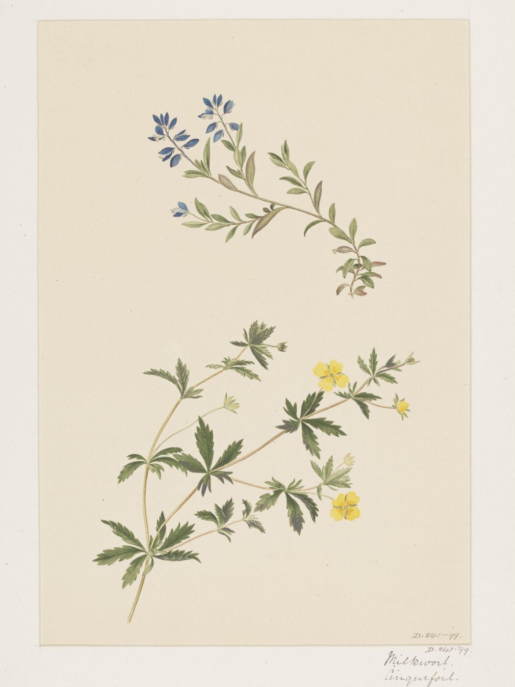 Unknown, Drawing