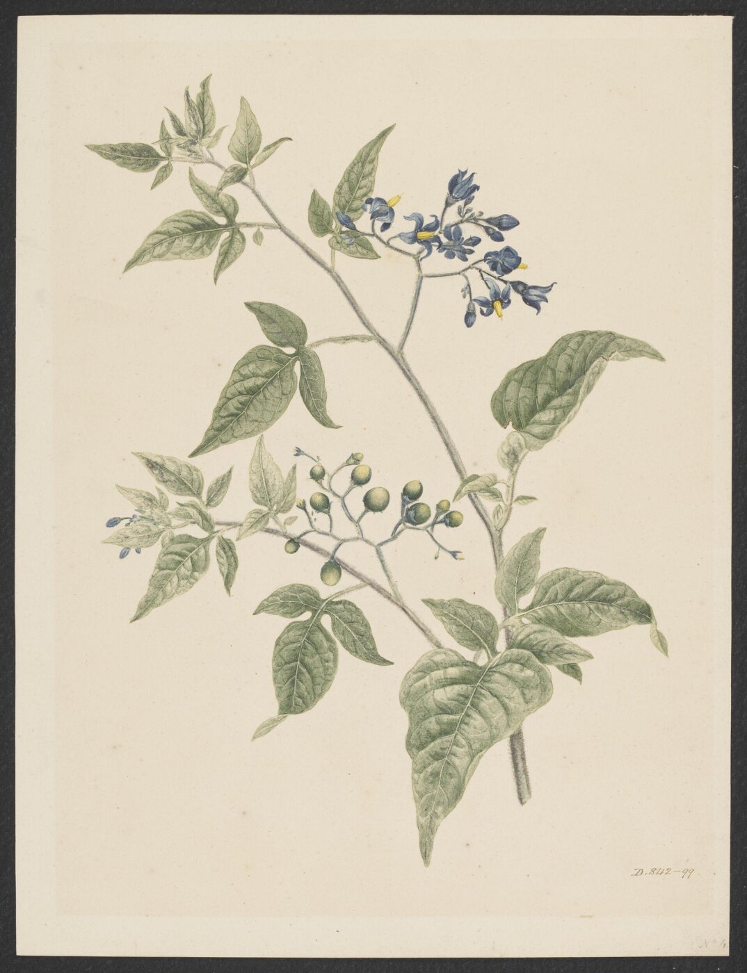 Unknown, Drawing