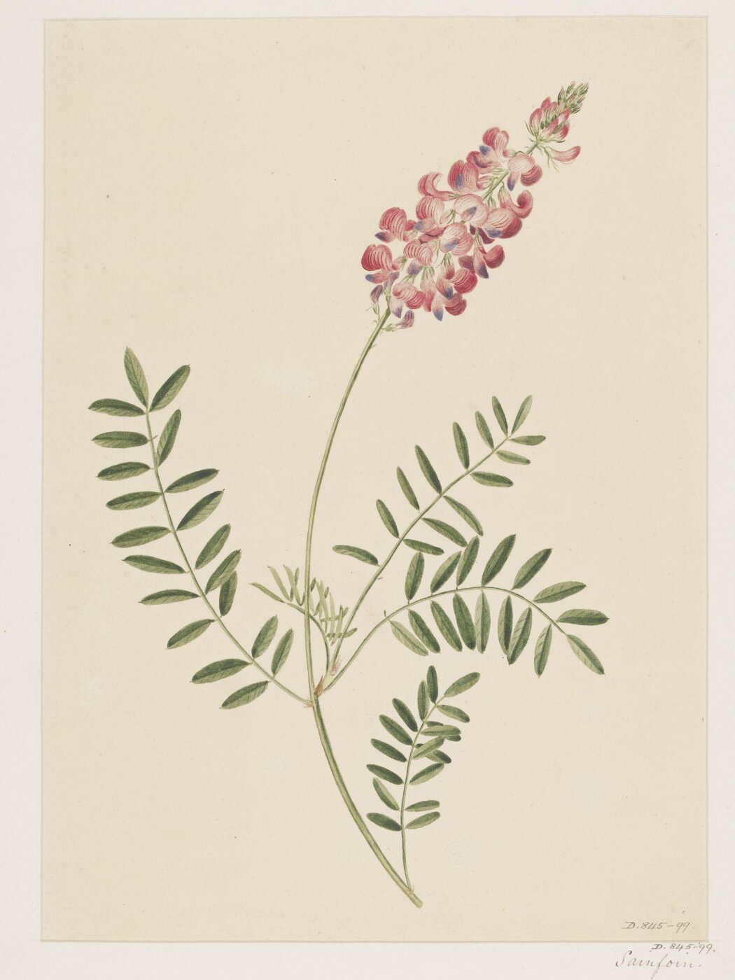 Unknown, Drawing
