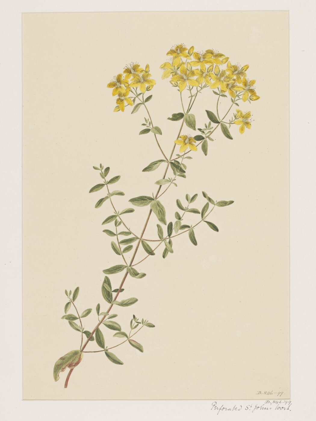 Unknown, Drawing