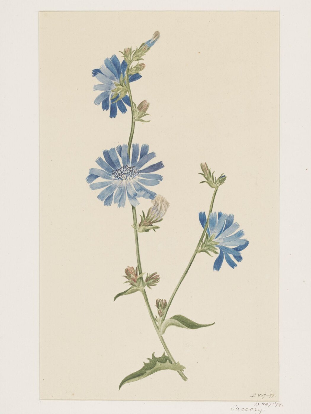 Unknown, Drawing